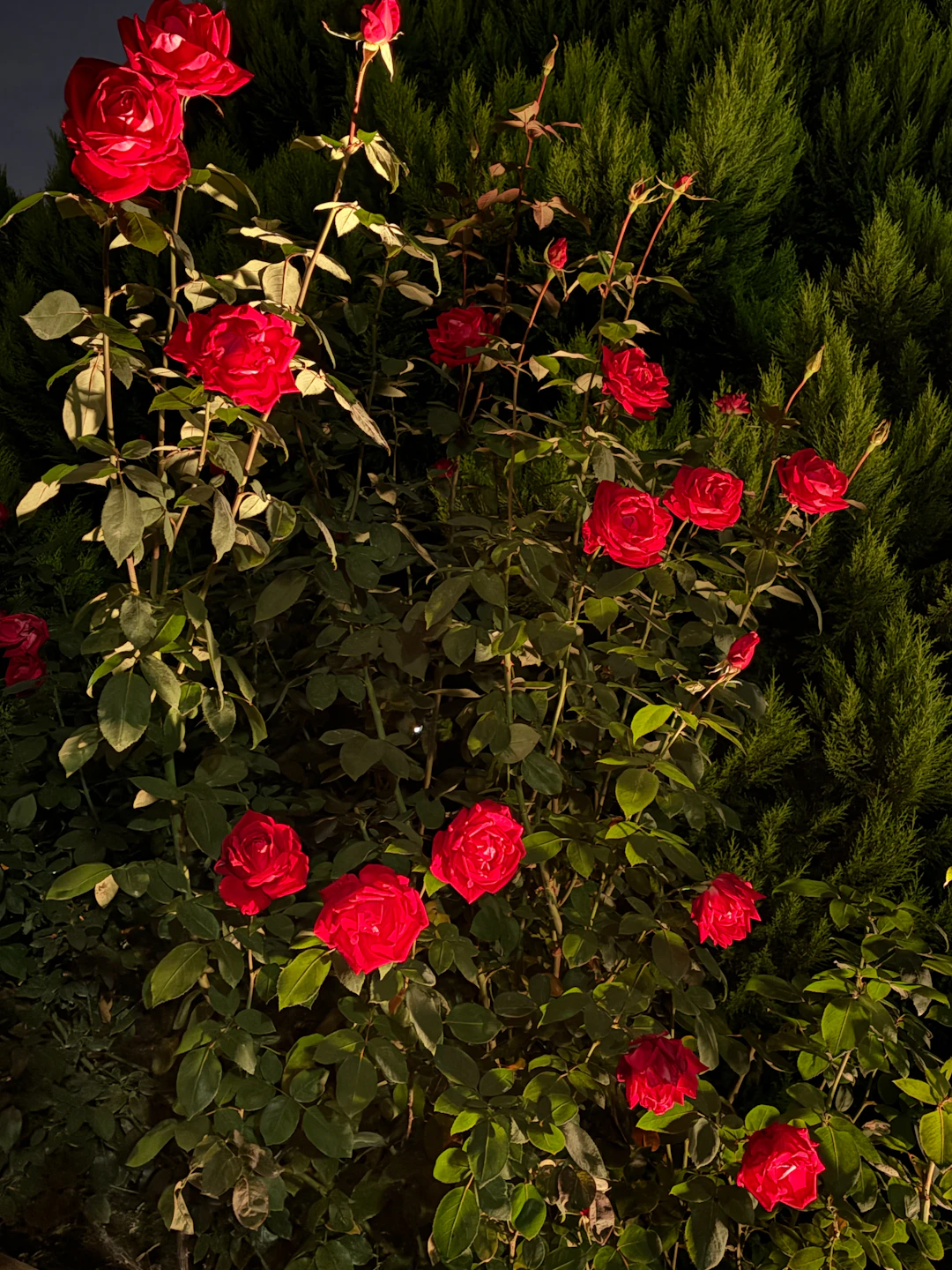 Seasonal Rose Wreath