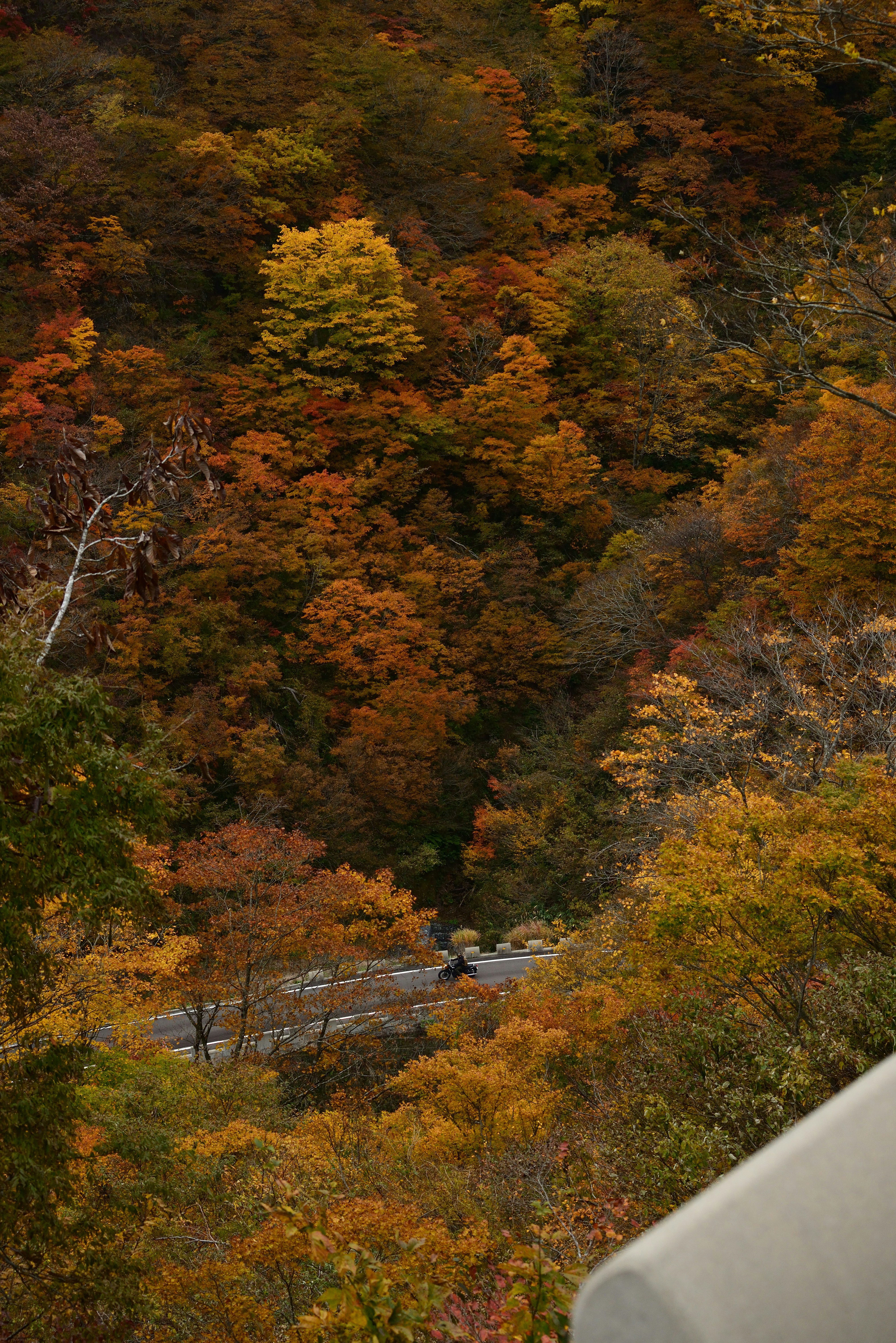 Autumn forest with a winding road and trees