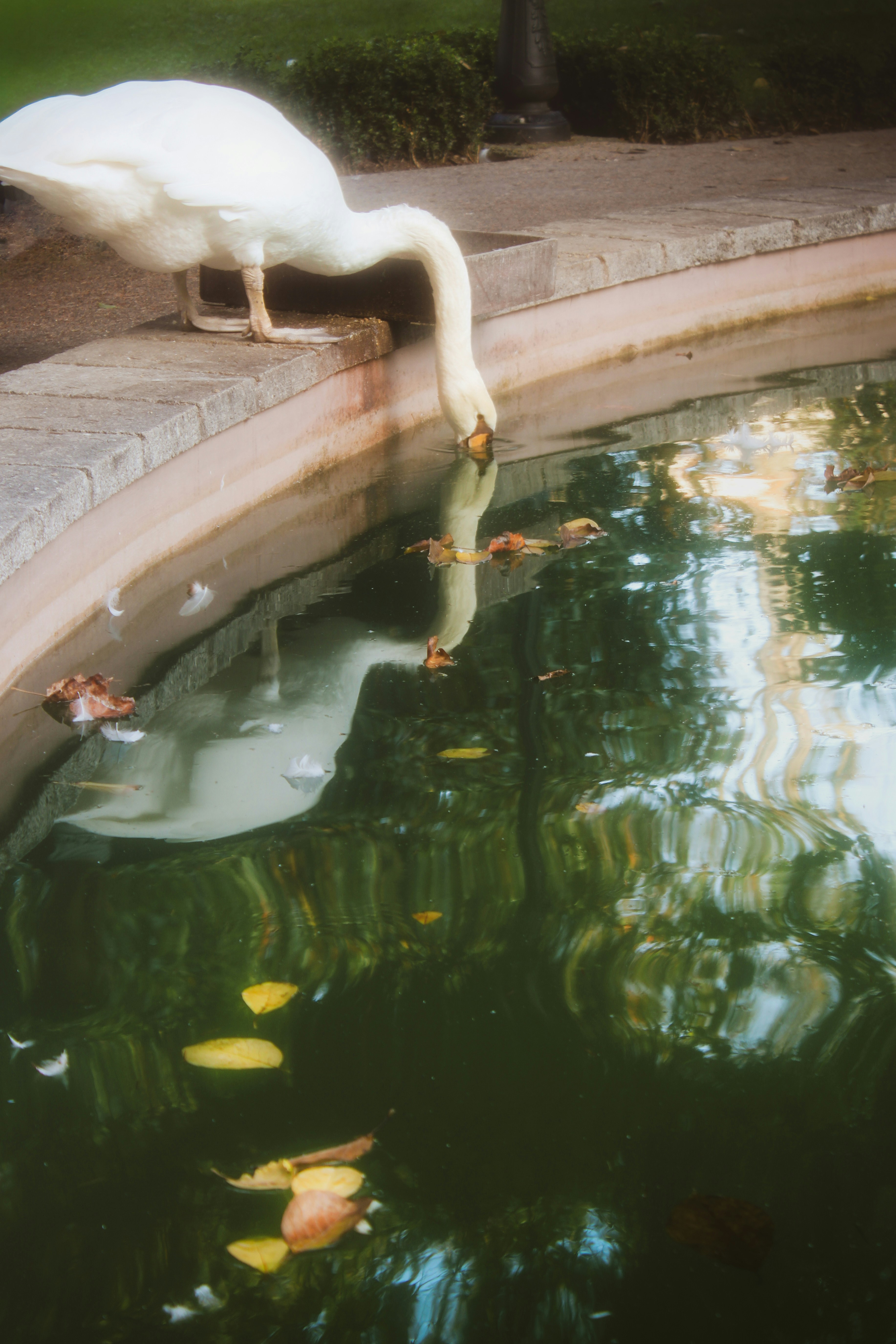 A white swan drinks from a pond.