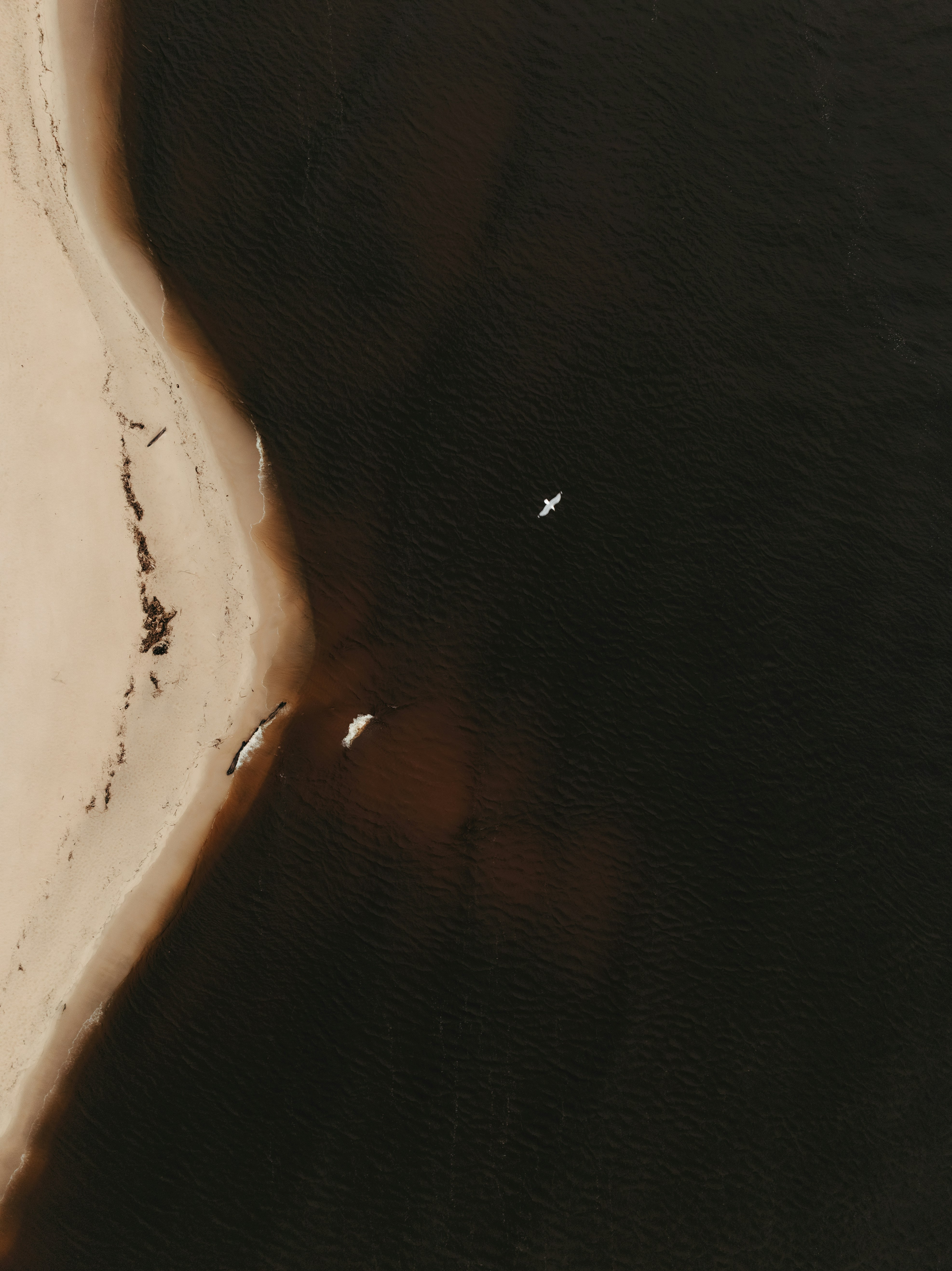 Two birds fly over dark water near sandy shore.