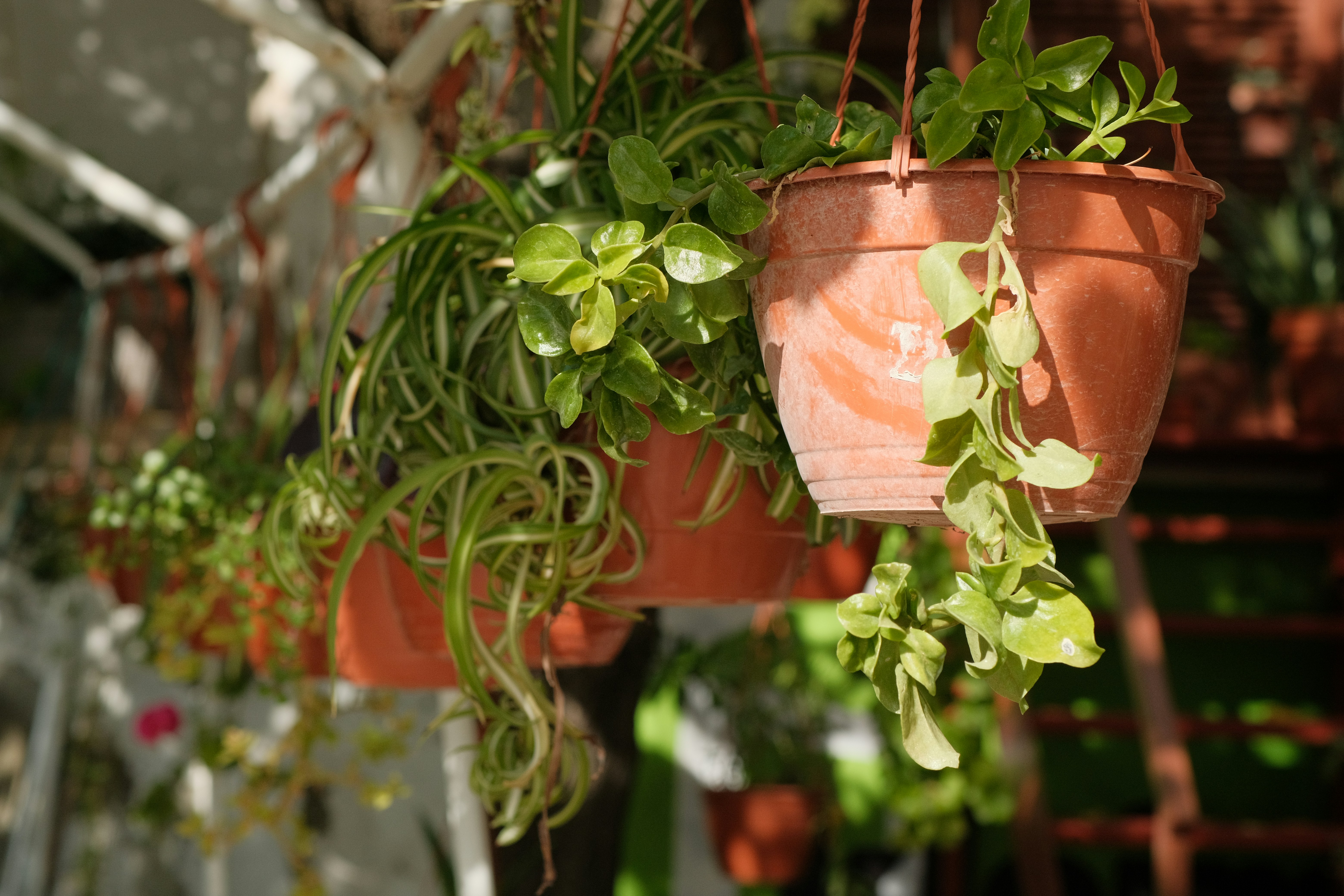 A person's hands holding a ceramic pot with a small houseplant, a trowel, and fresh soil next to it on a wooden table.