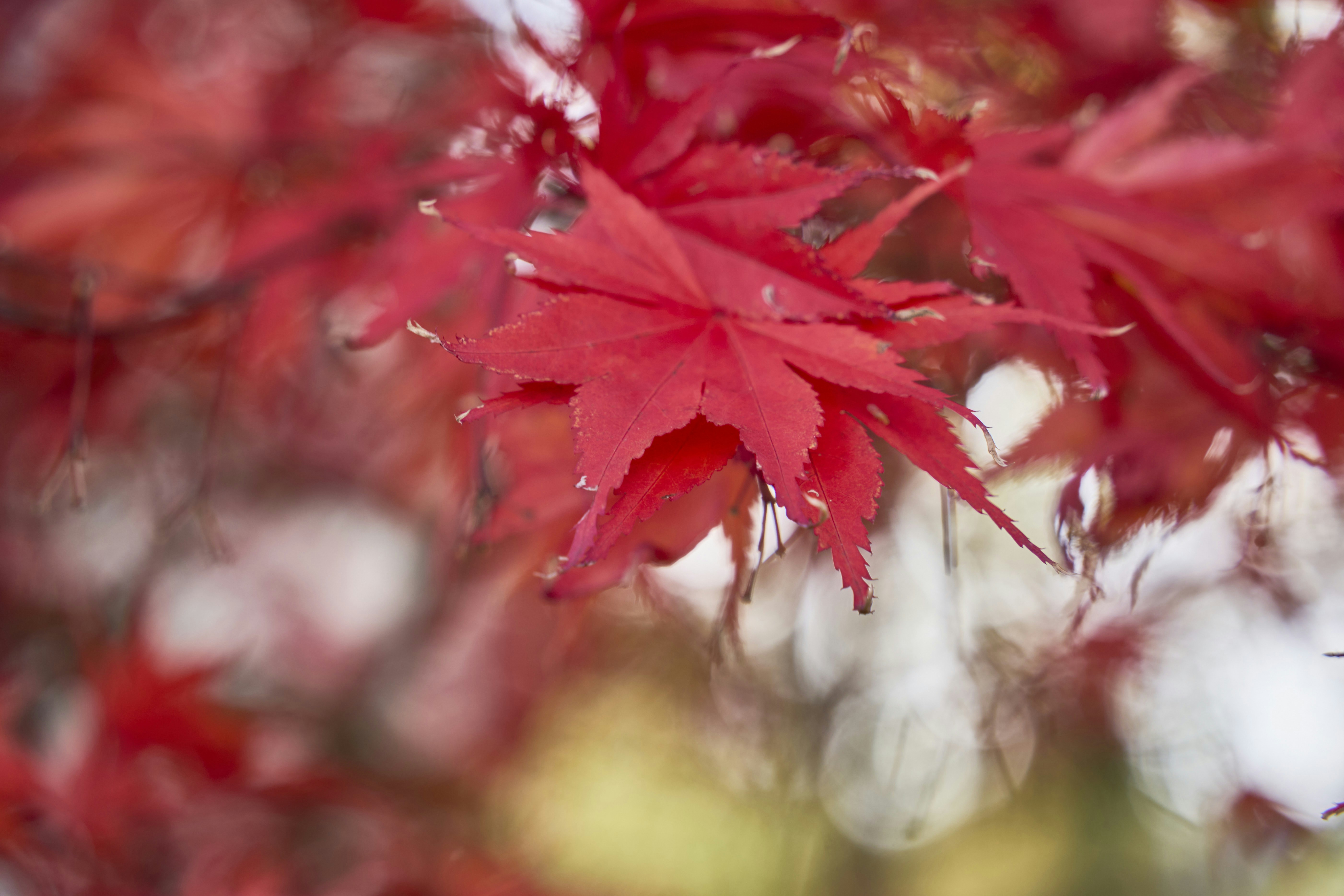 Photo by wolfgang_hasselmann