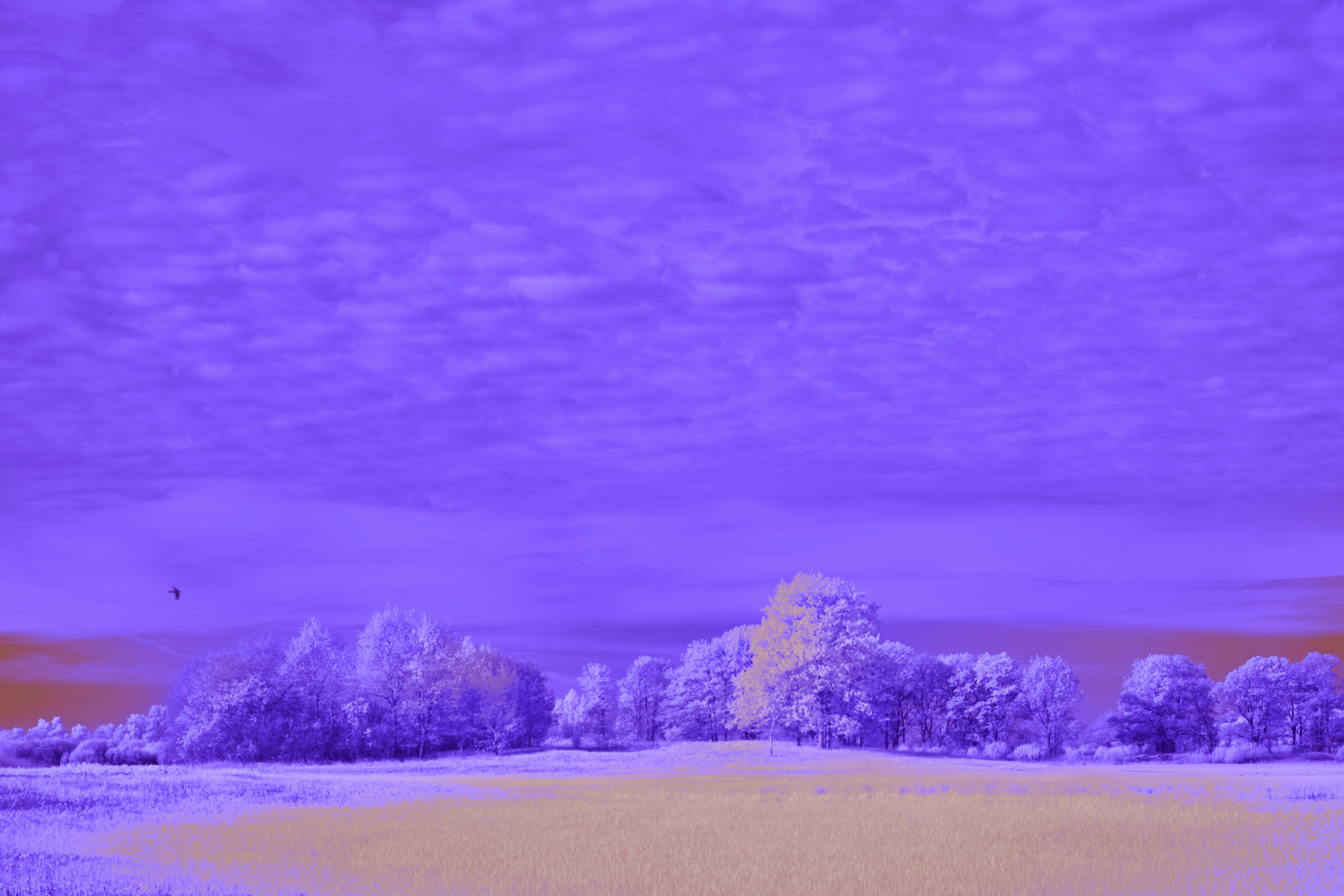 Photo by wolfgang_hasselmann