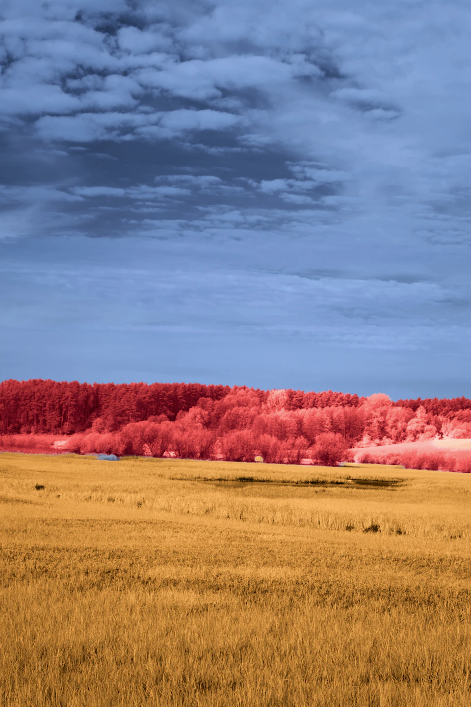 Serene landscape with tall dry grass stretching into the distance under blue sky