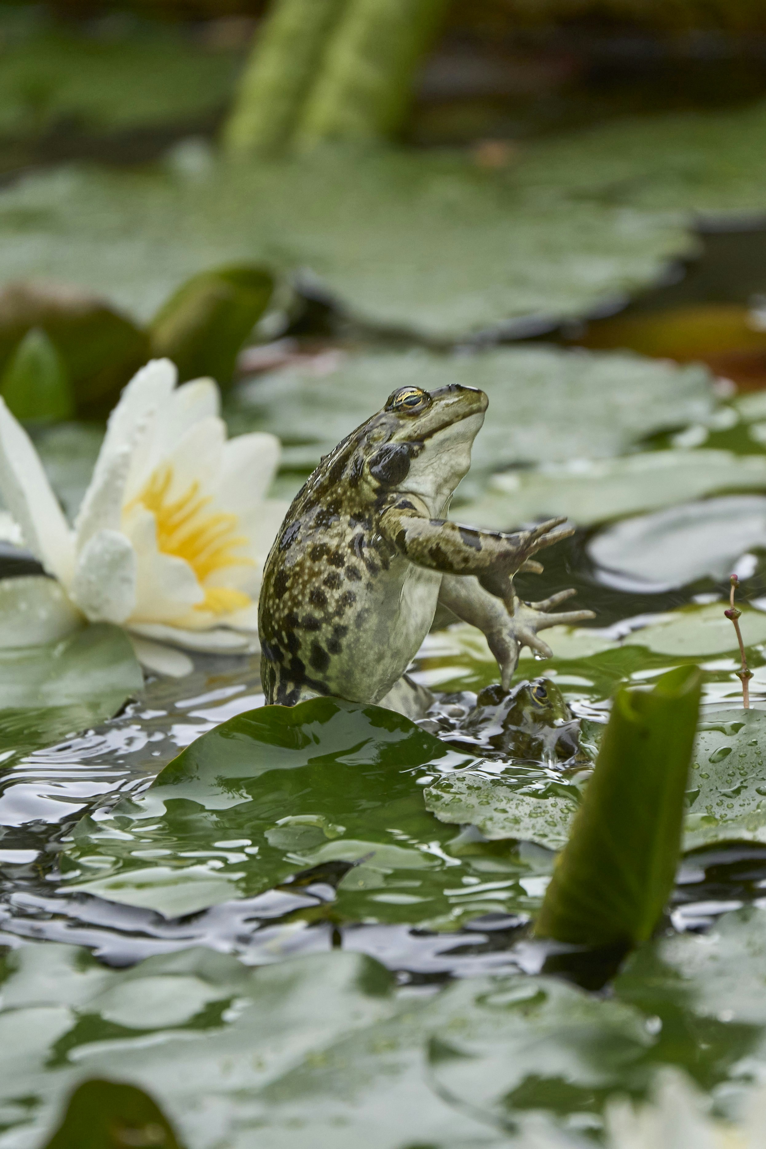 Photo by wolfgang_hasselmann