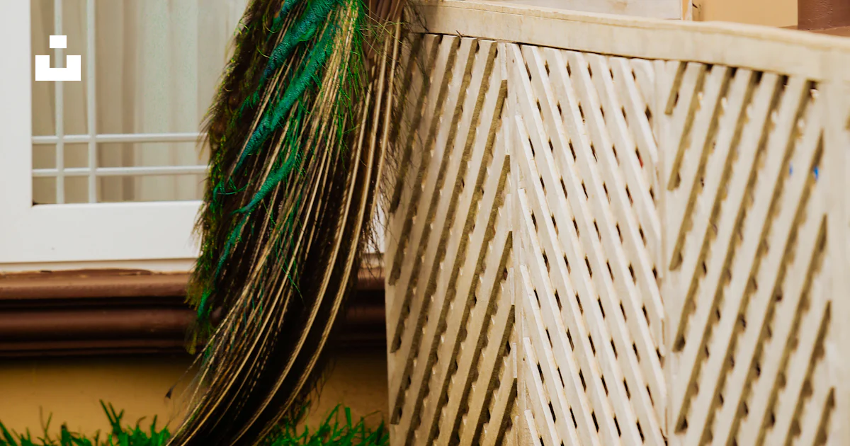 Peacock Railing A peacock perched on a white railing photo – Free Blue Image on Unsplash