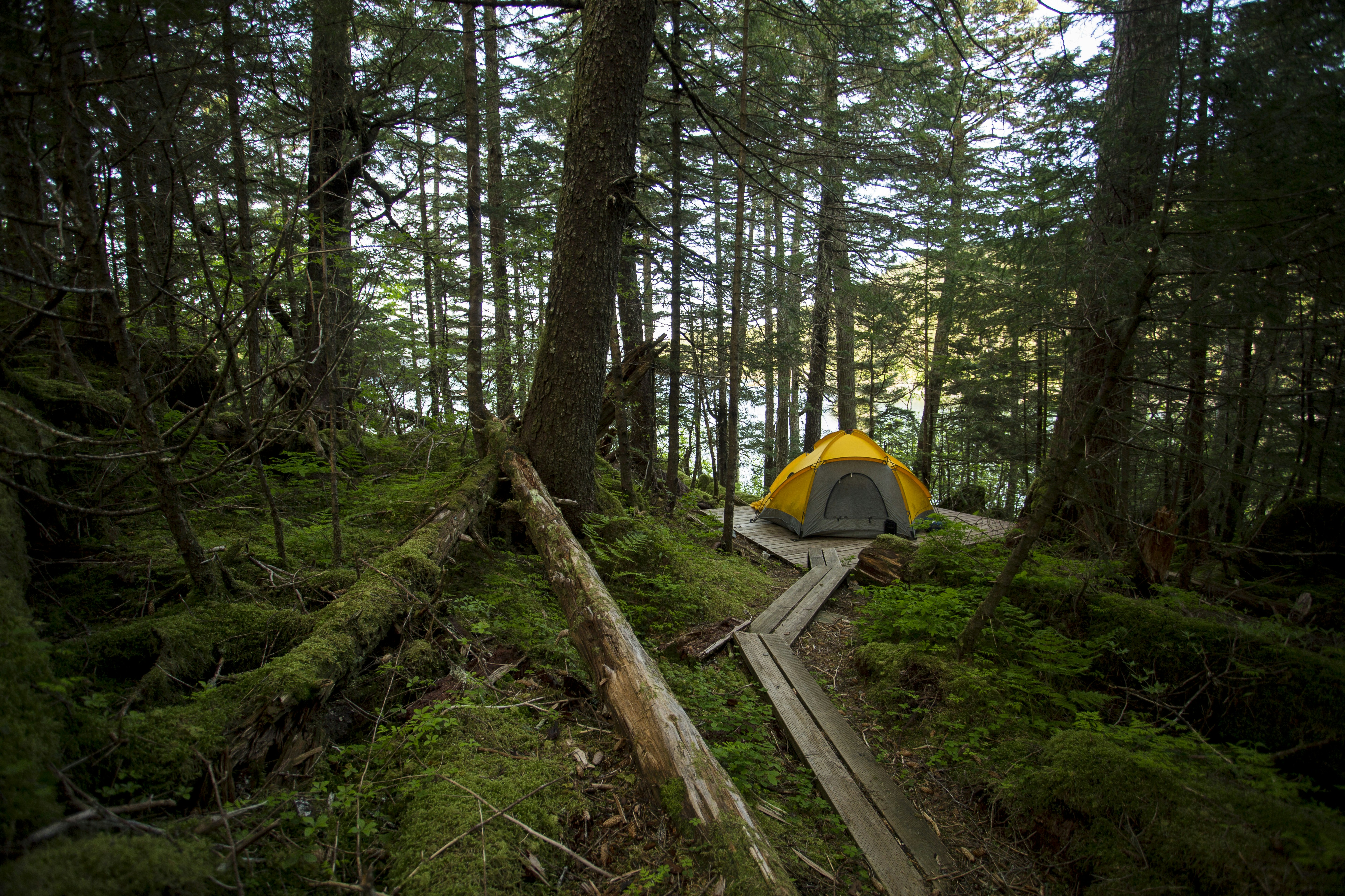 A yellow tent on a wooden platform in a dense mossy forest
