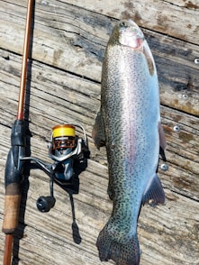 Freshly caught rainbow trout with fishing rod and reel.