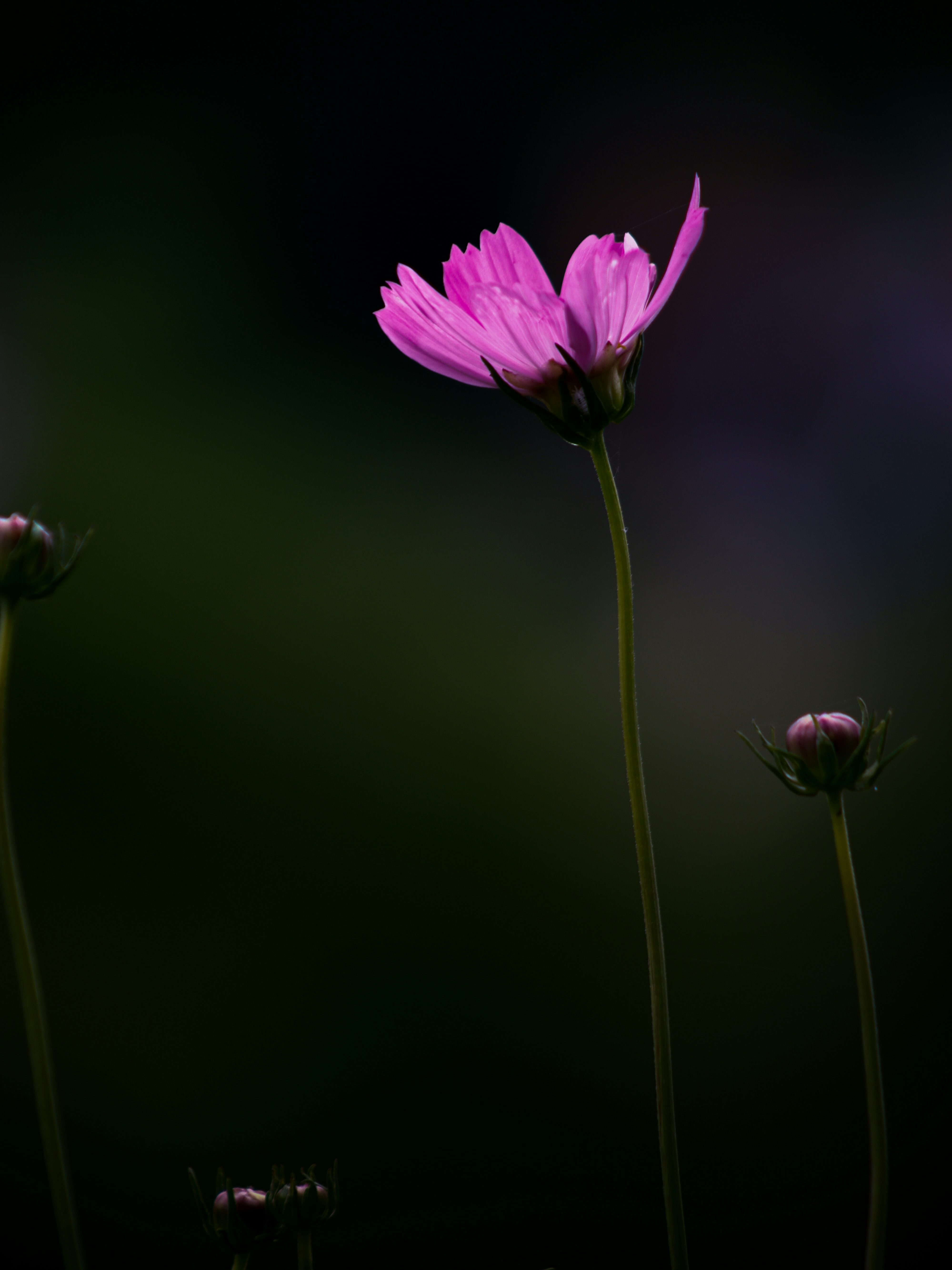 Eine einzelne rosa Kosmos-Blüte mit Knospen.