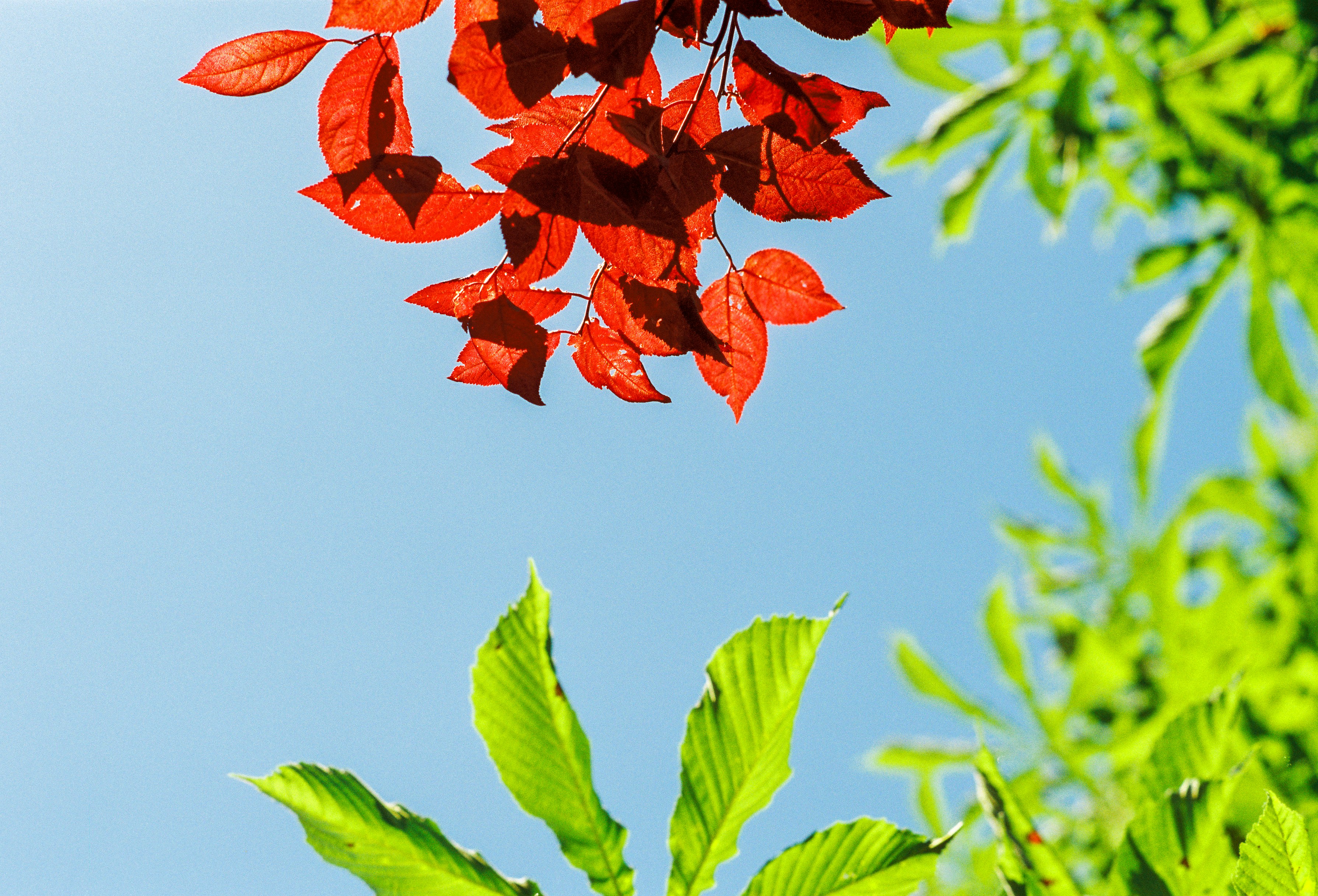 Photo by raphael_nicolas