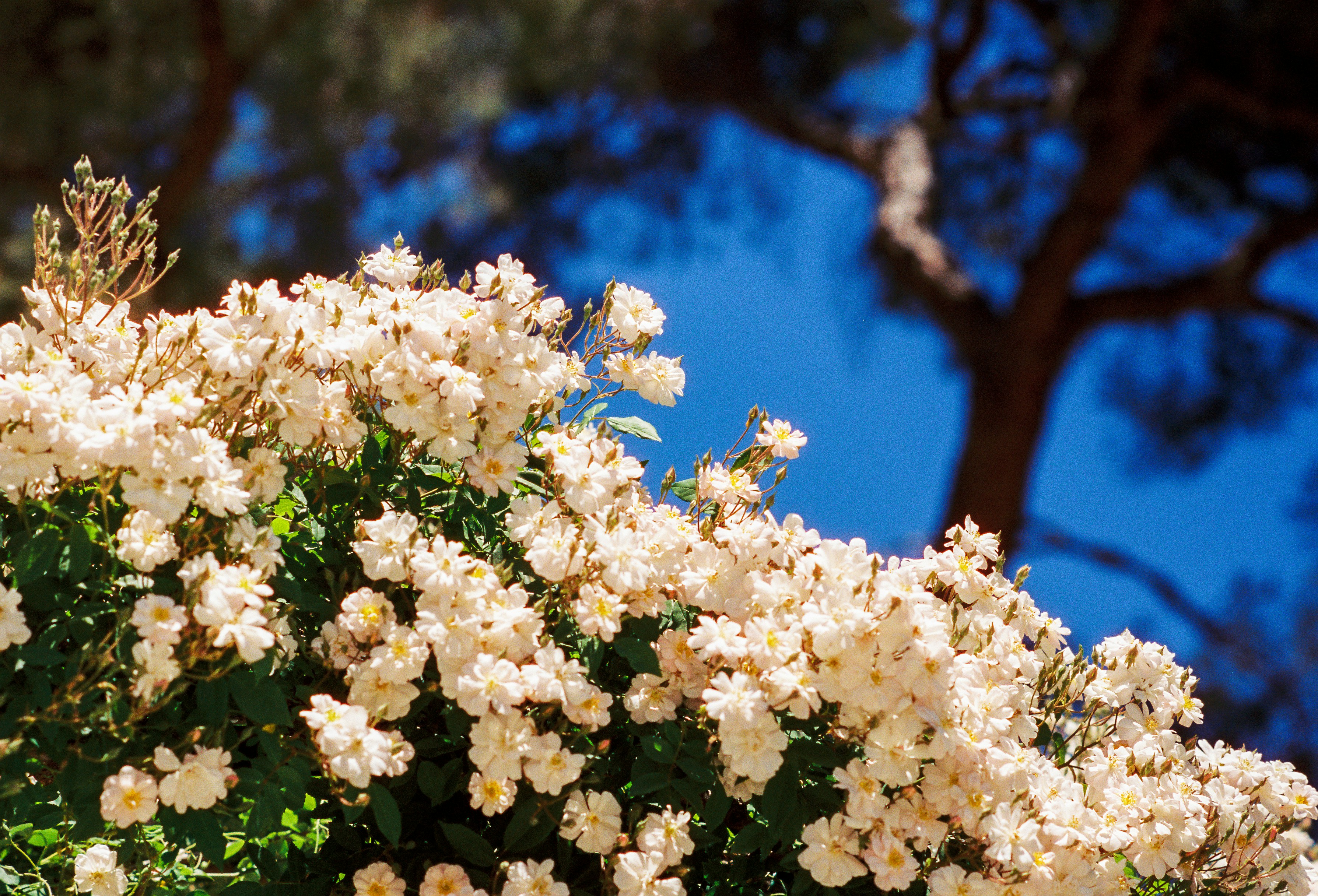 Photo by raphael_nicolas