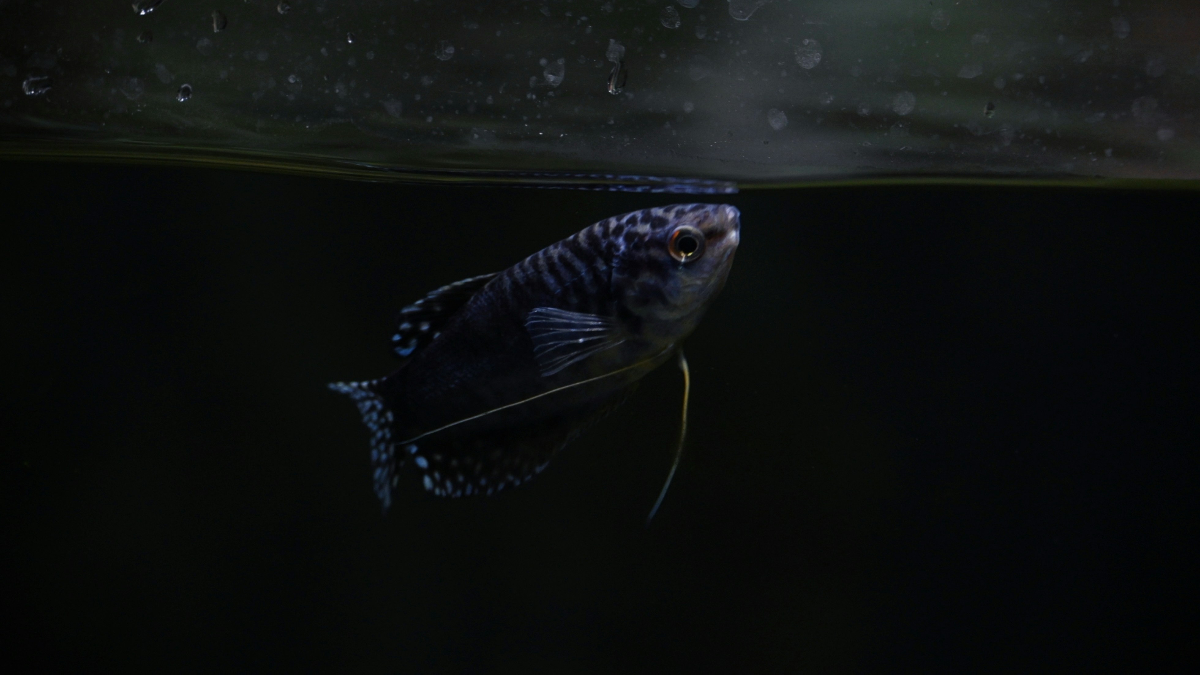 A gourami fish swims near the surface.
