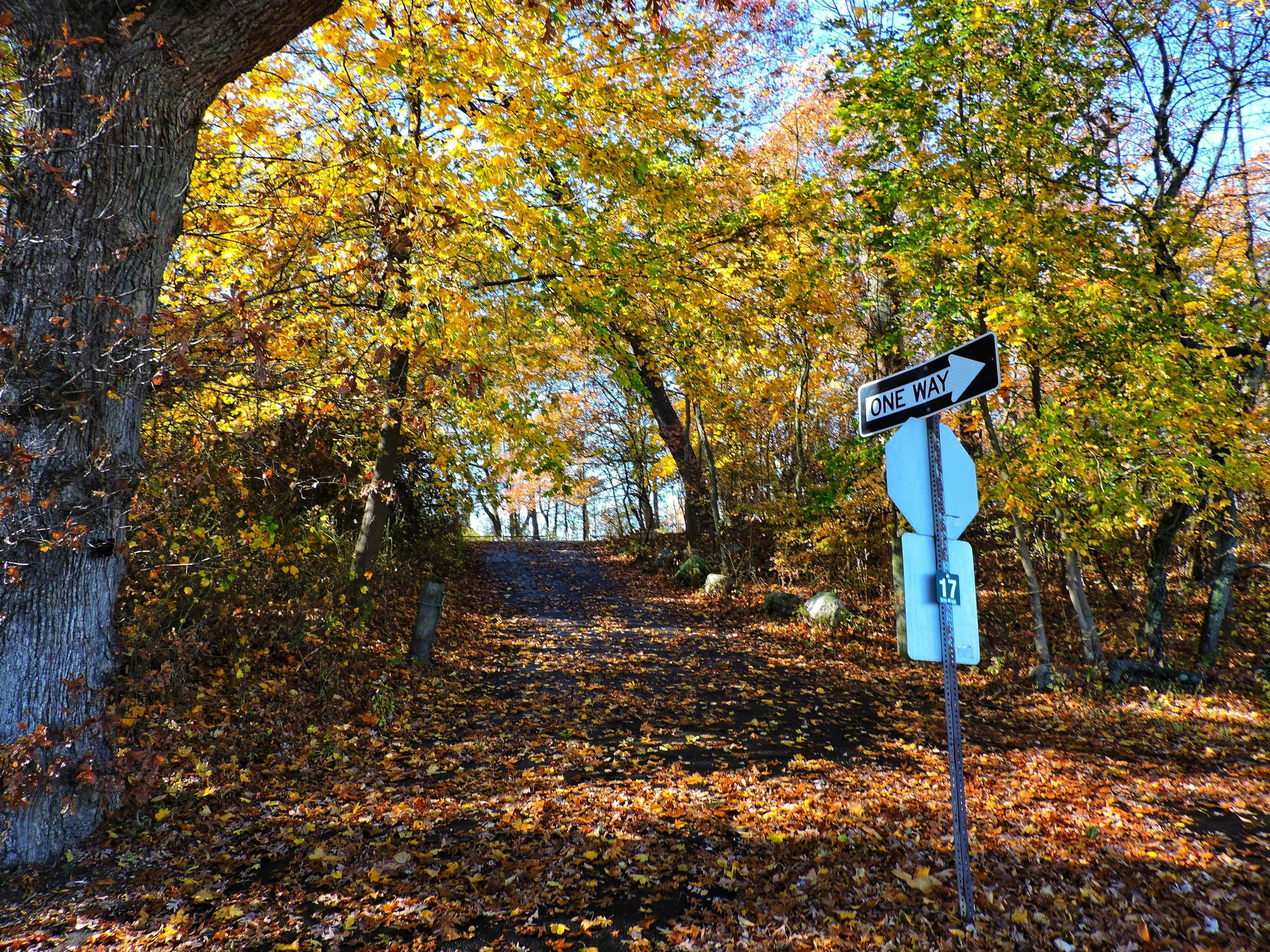 Autumn path with fallen leaves and directional sign.