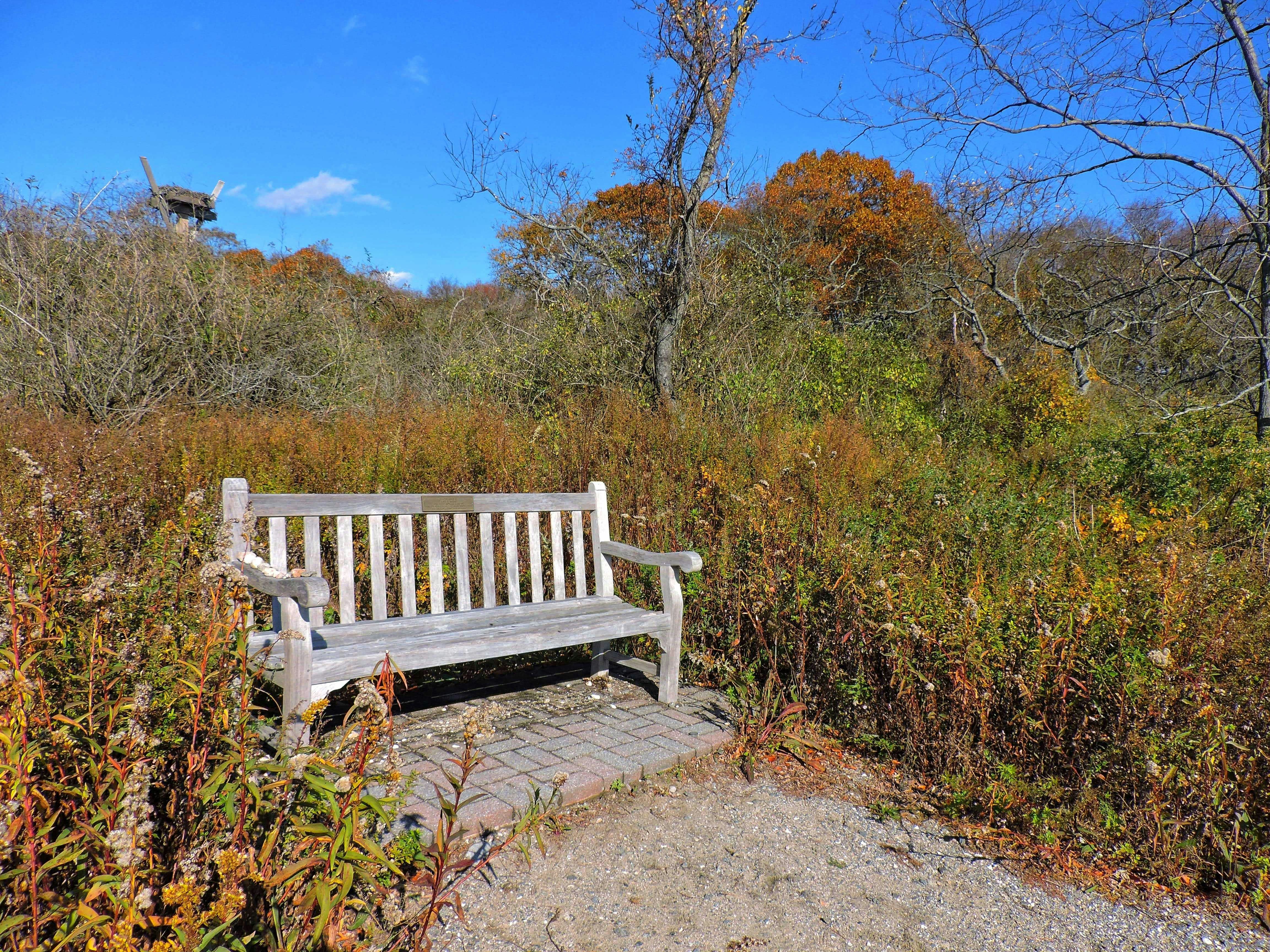 Wooden park bench surrounded by autumn foliage.