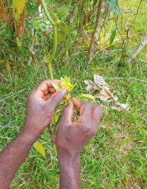 Hands pollinating a vanilla flower on a plant.