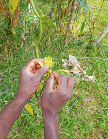 Hands pollinating a vanilla flower on a plant.