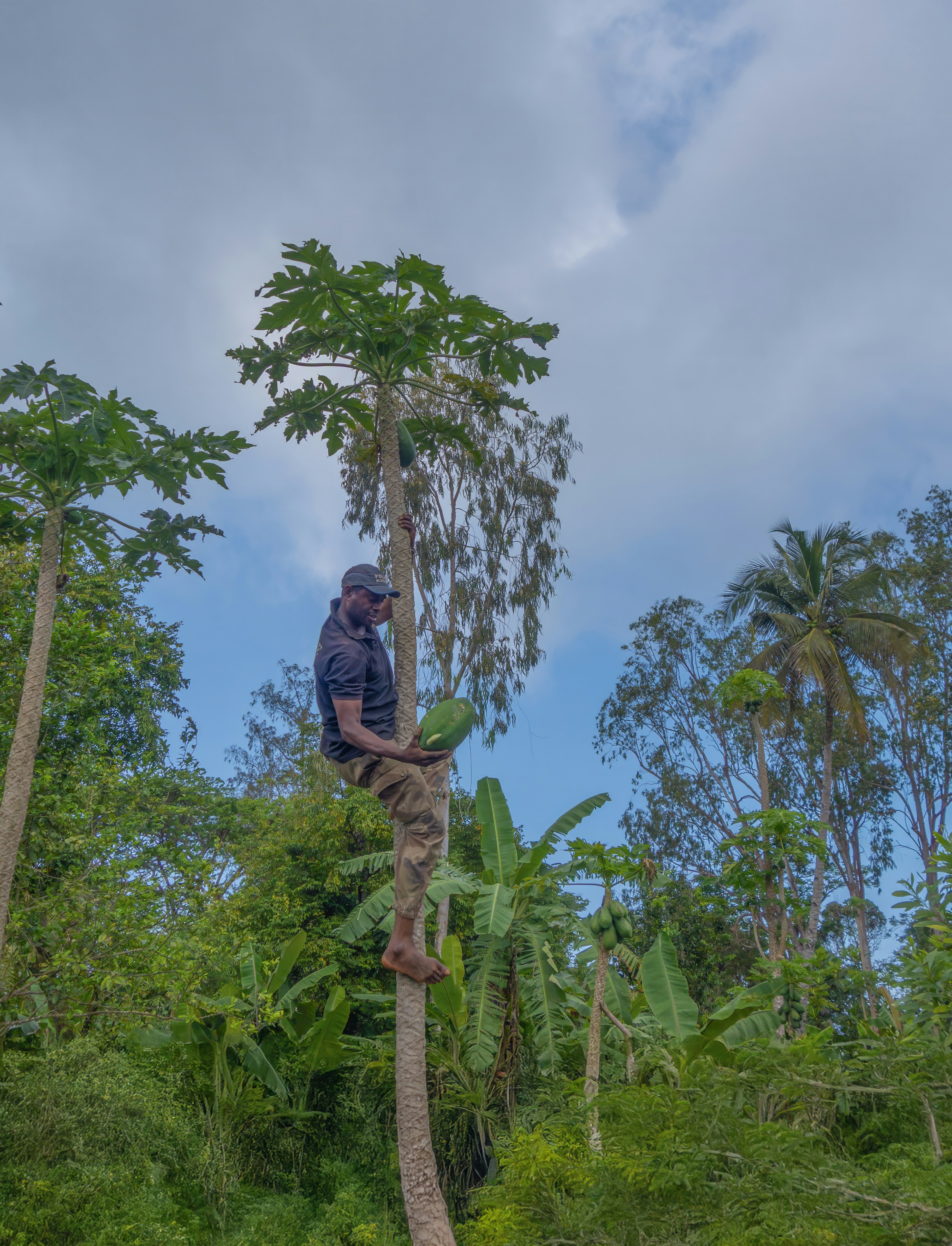 Man climbing tall tree to harvest fruit
