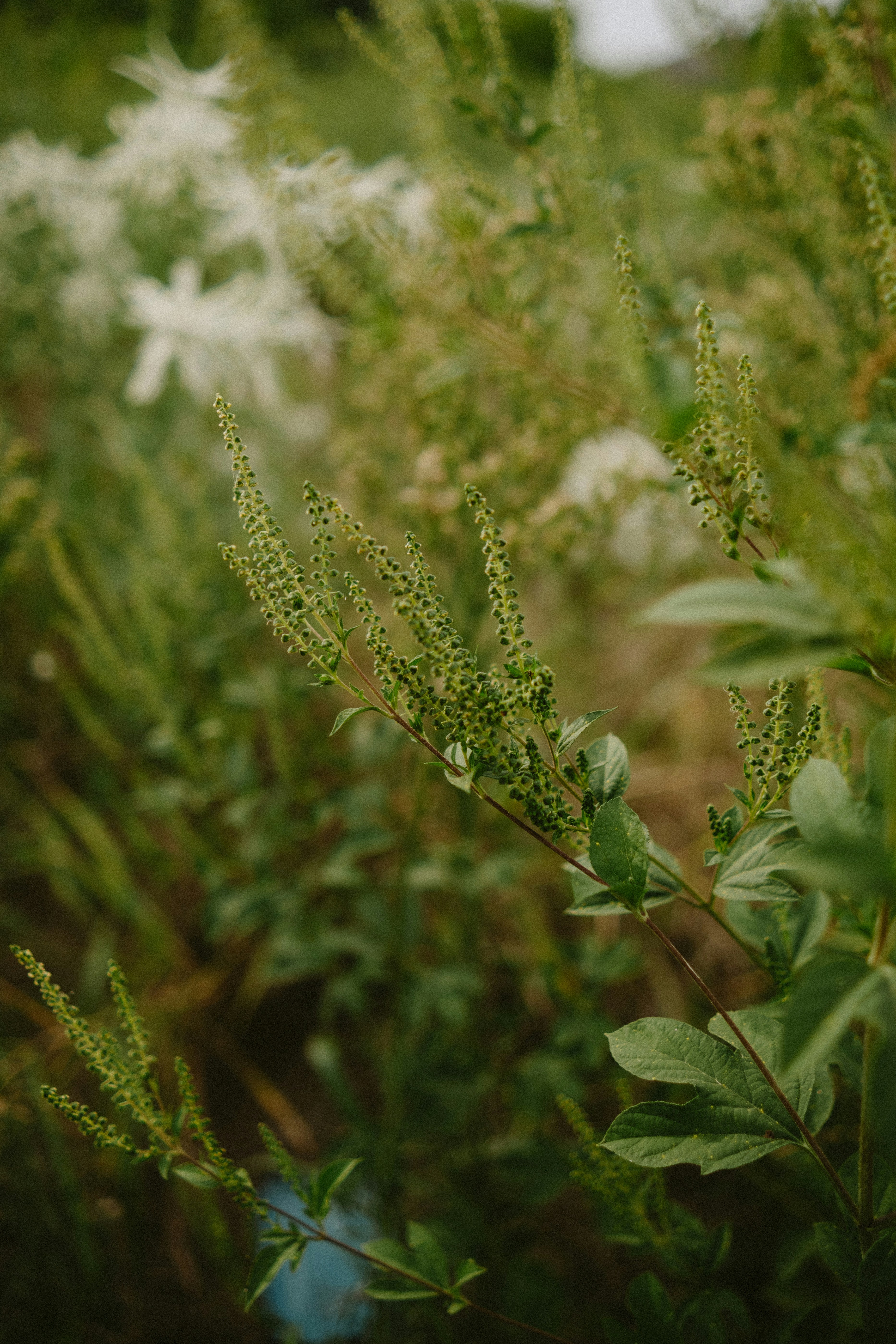 Green plants and flowers in a garden