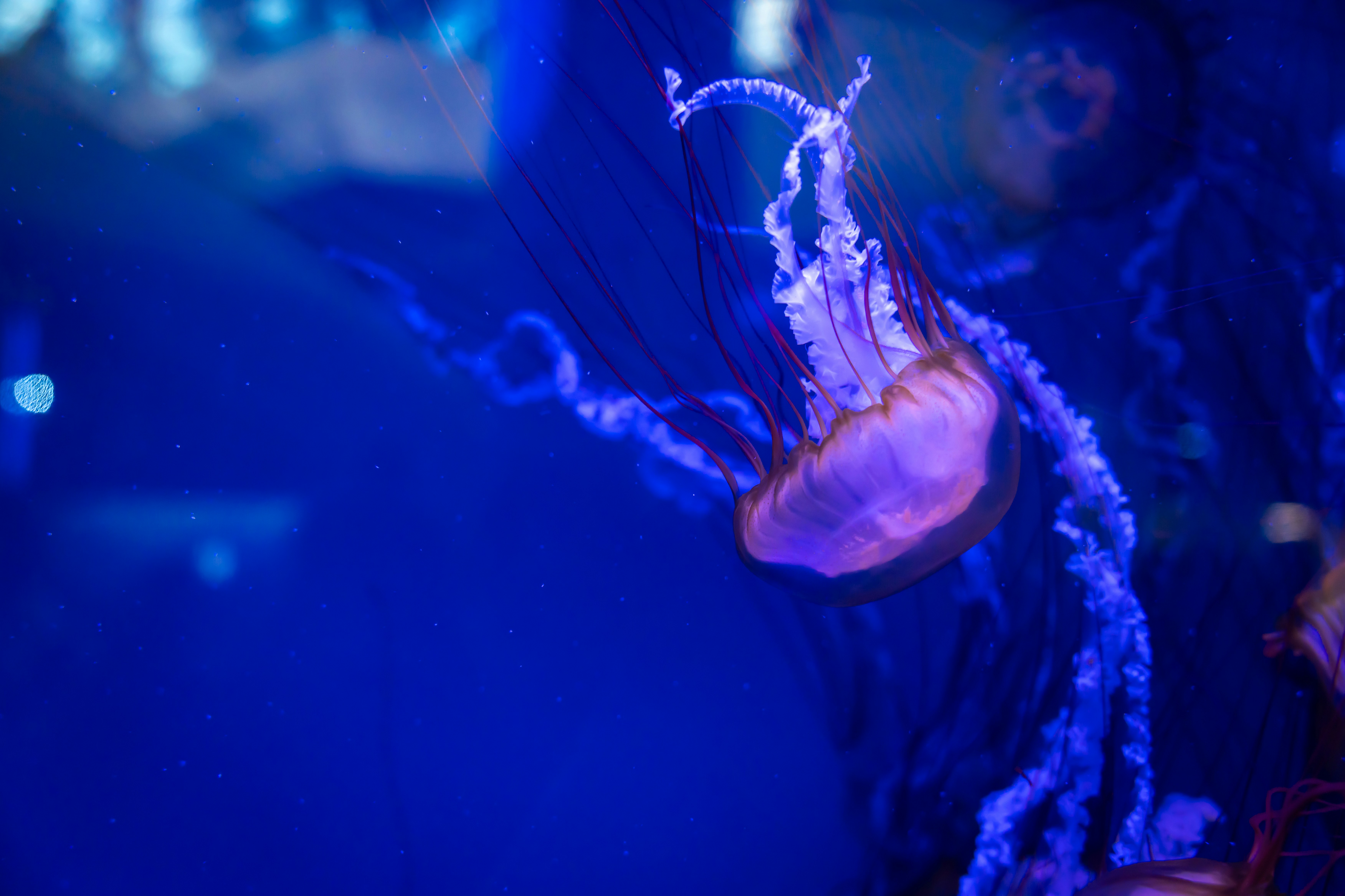 Photo by raphael_nicolas