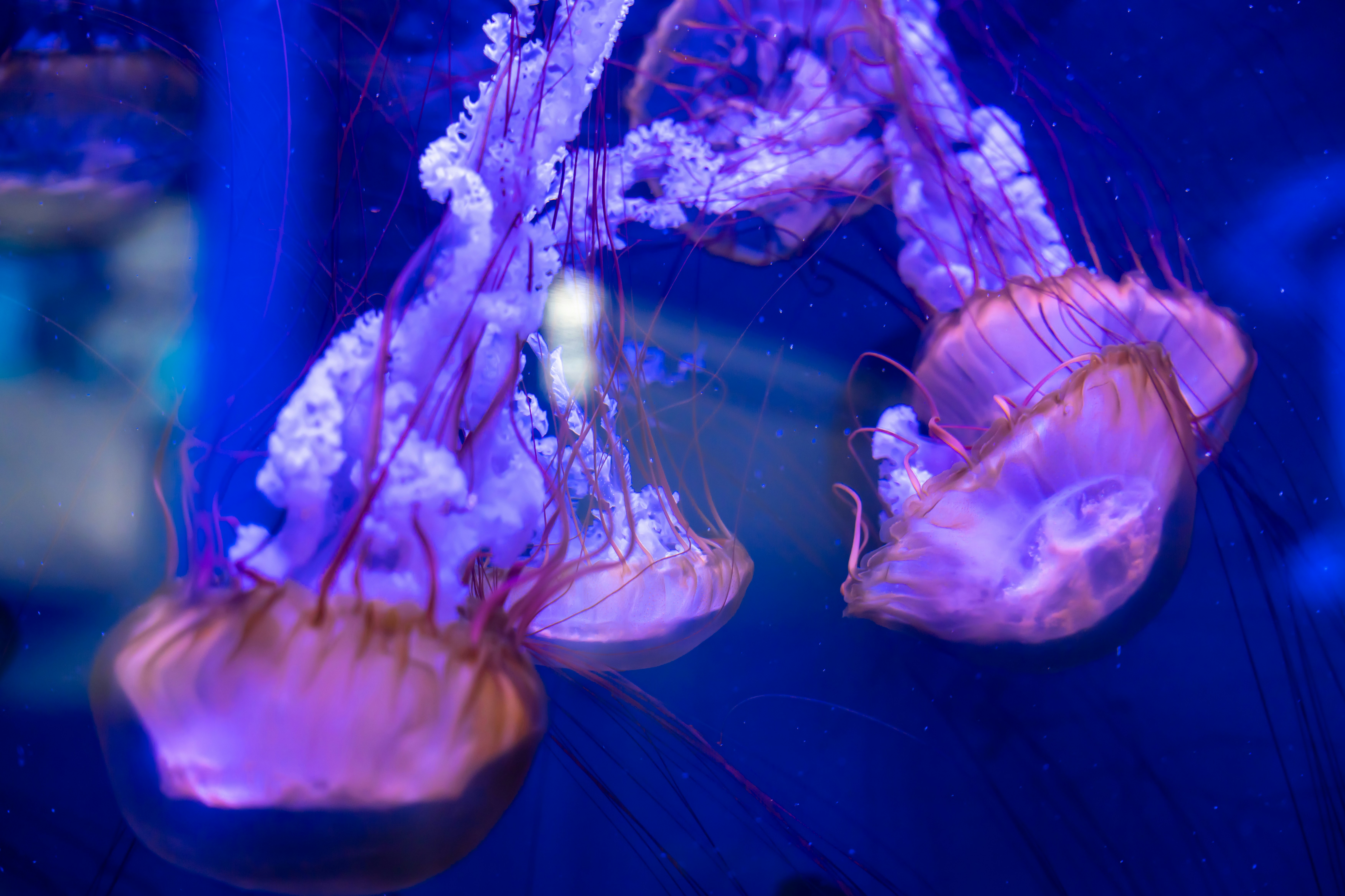 Photo by raphael_nicolas