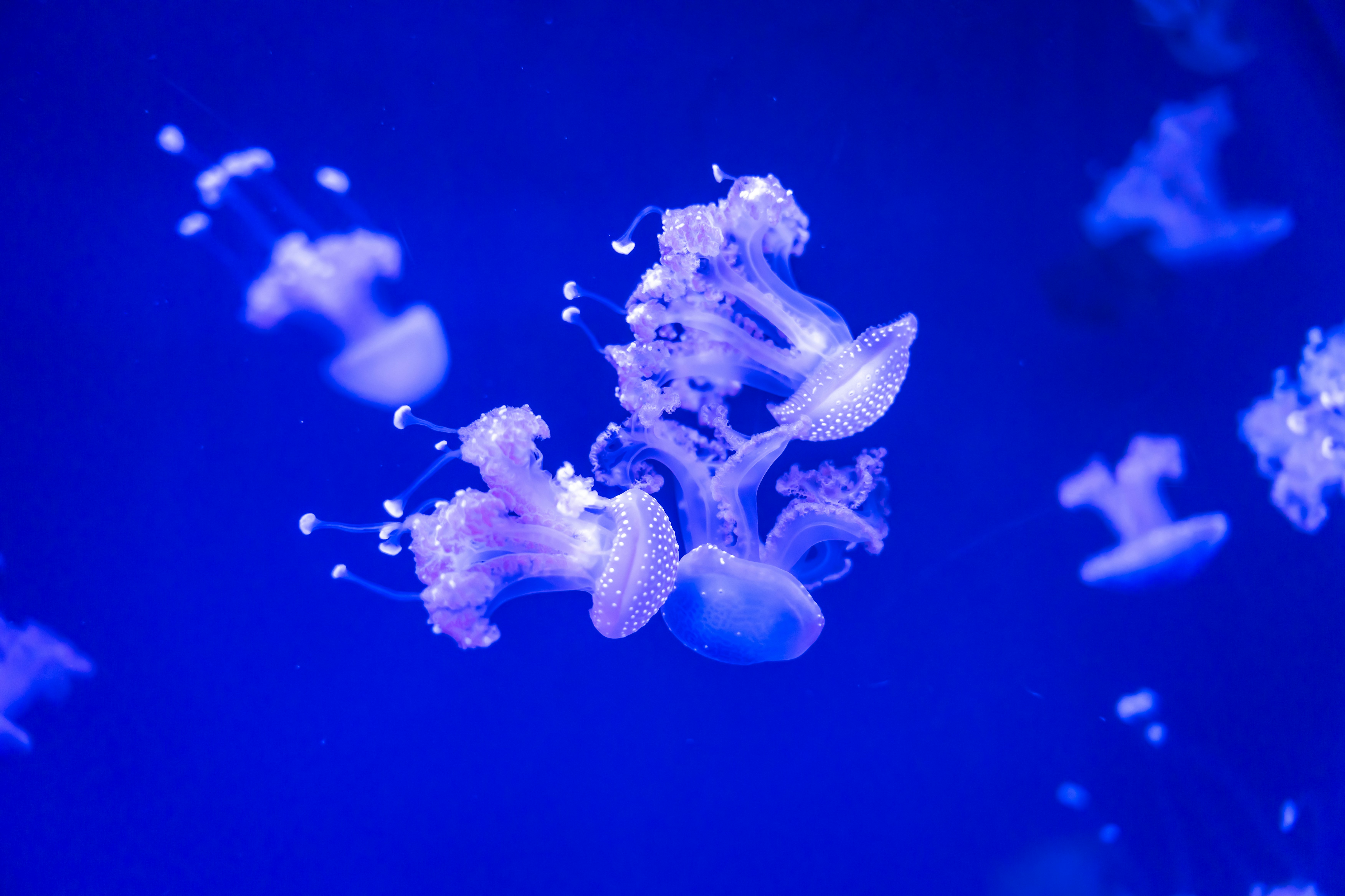 Photo by raphael_nicolas