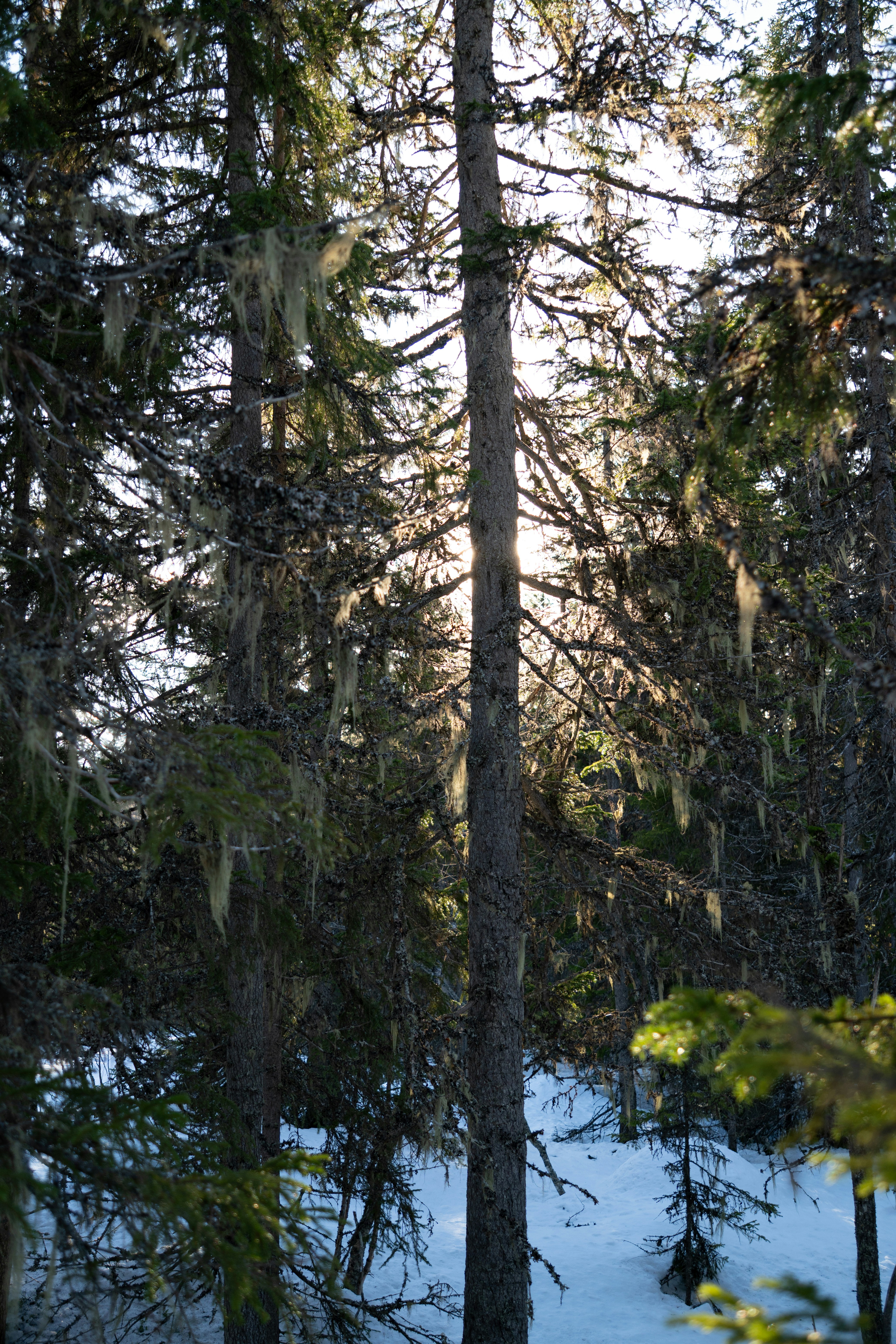 Sunlight filters through a snowy evergreen forest.
