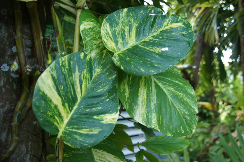 Green and yellow variegated leaves on a vine