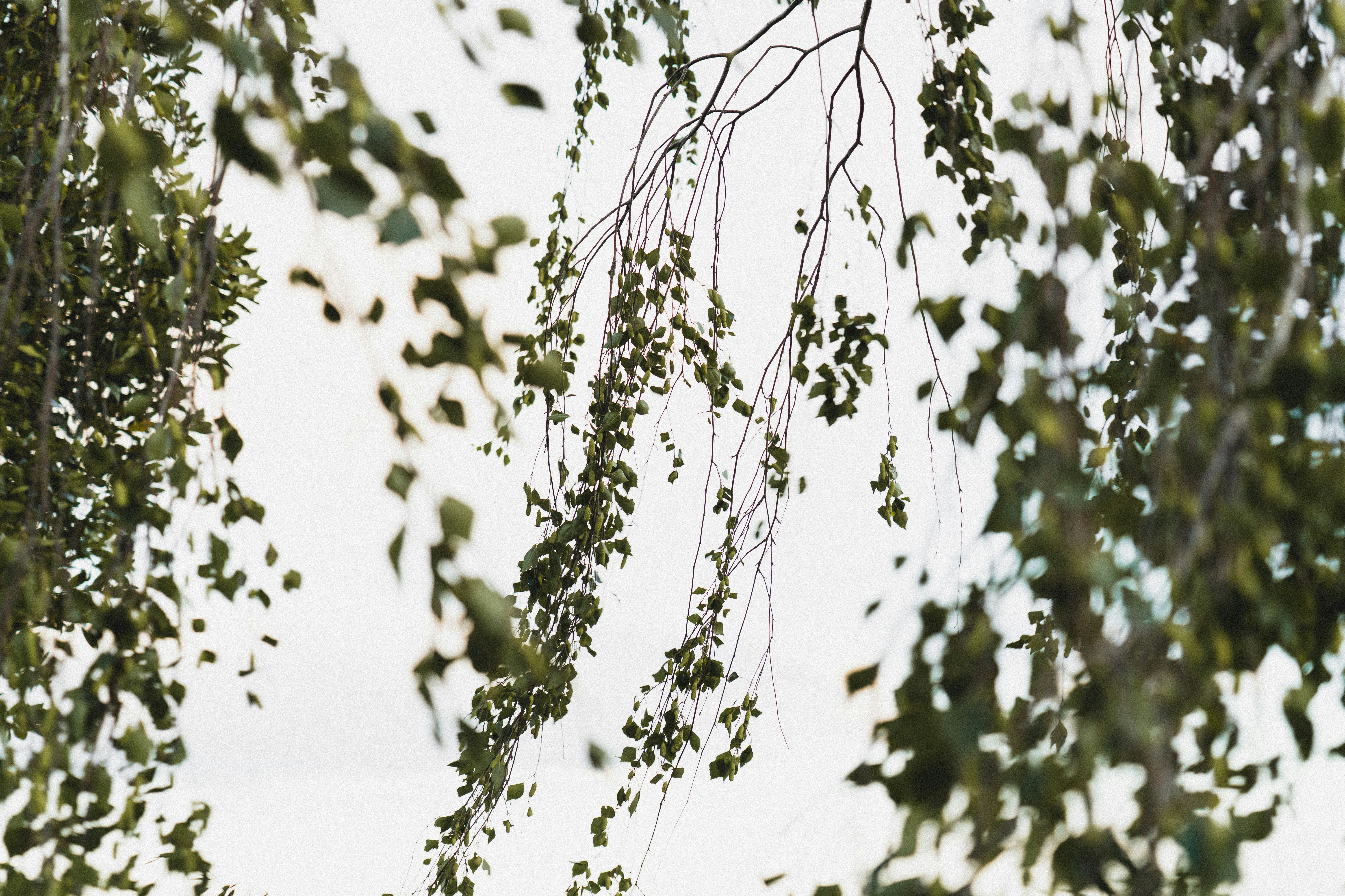 Photo by eden_tuaine