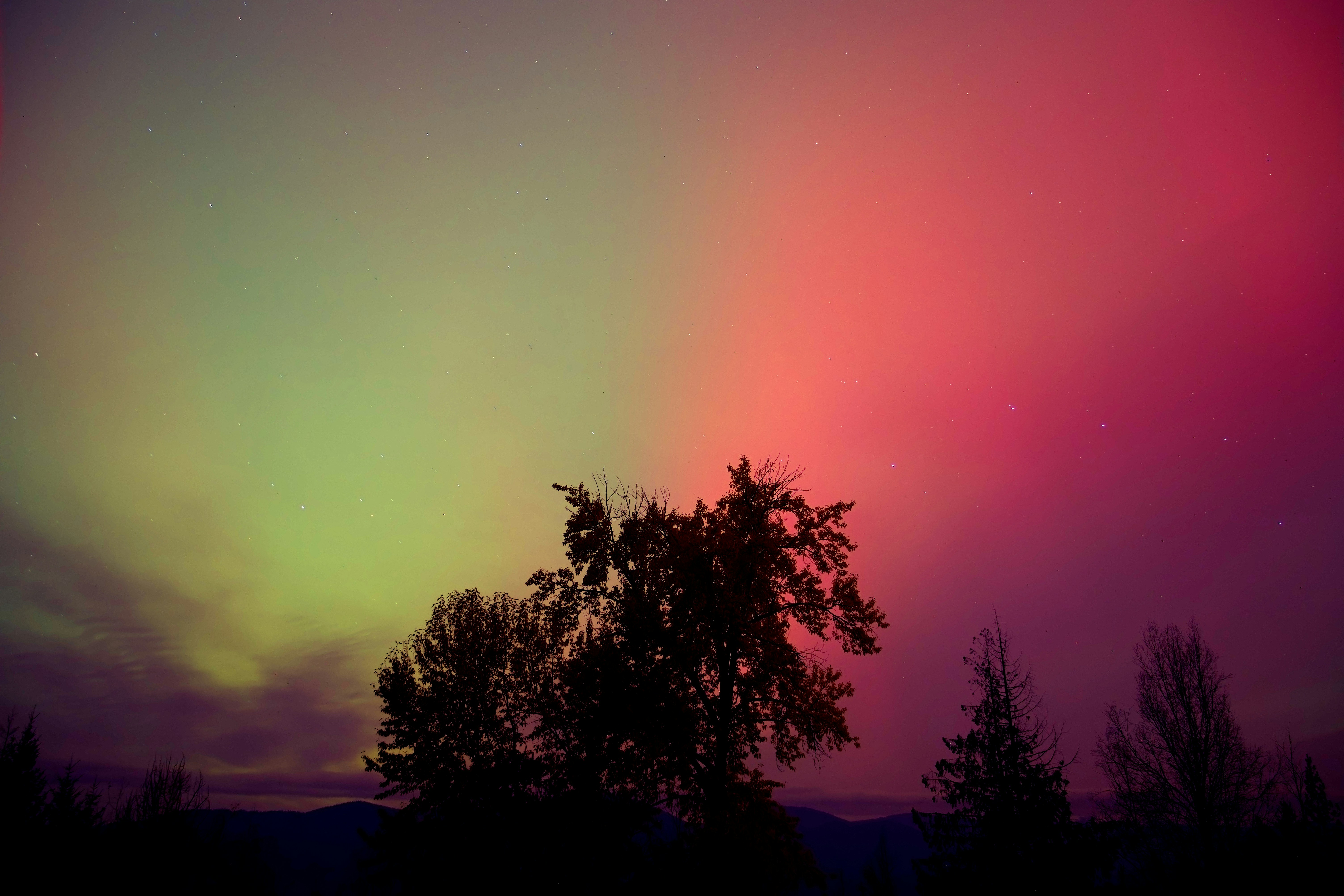 Aurora borealis glows over silhouetted trees at night.