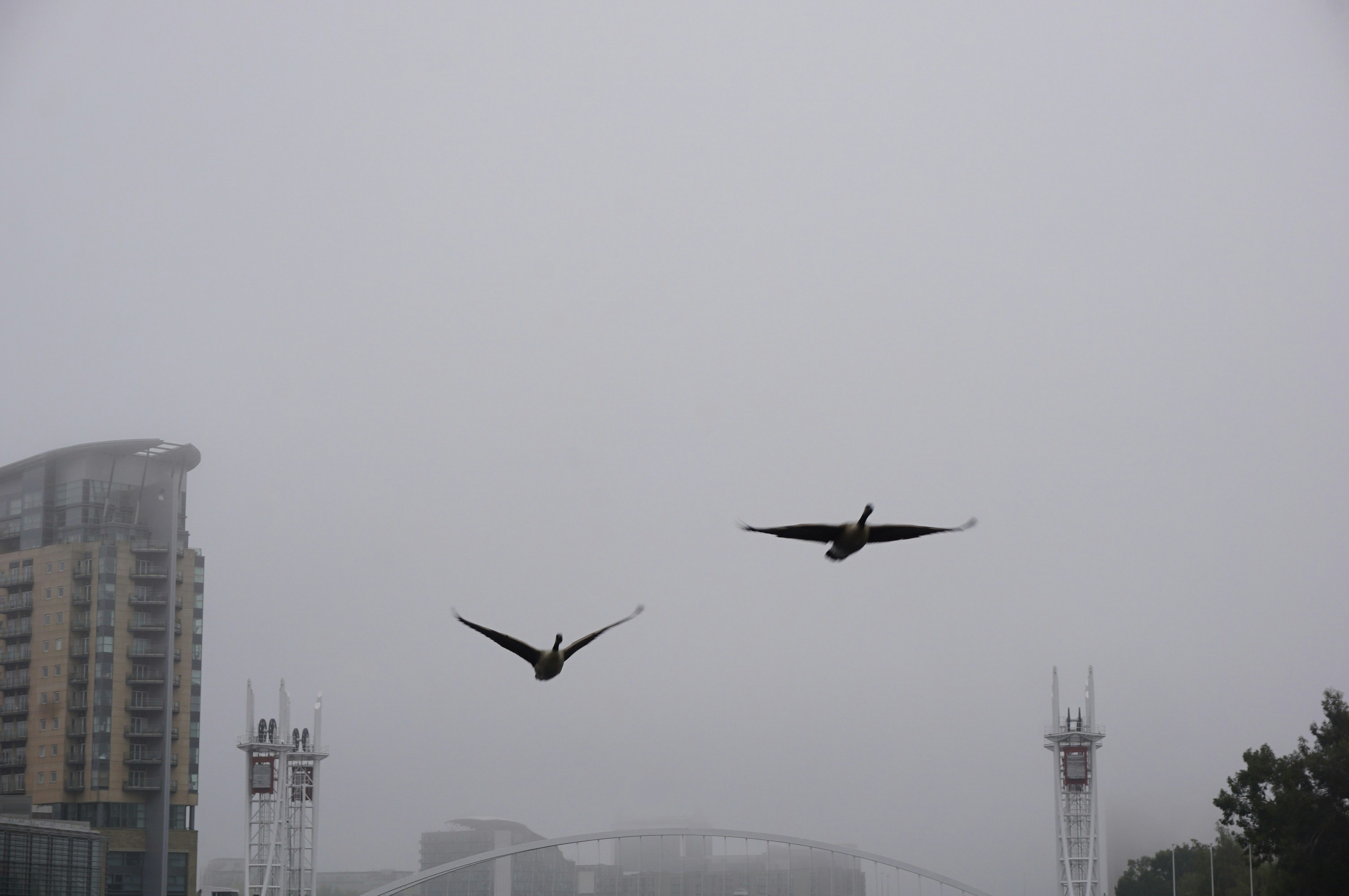 Two birds fly in foggy city sky