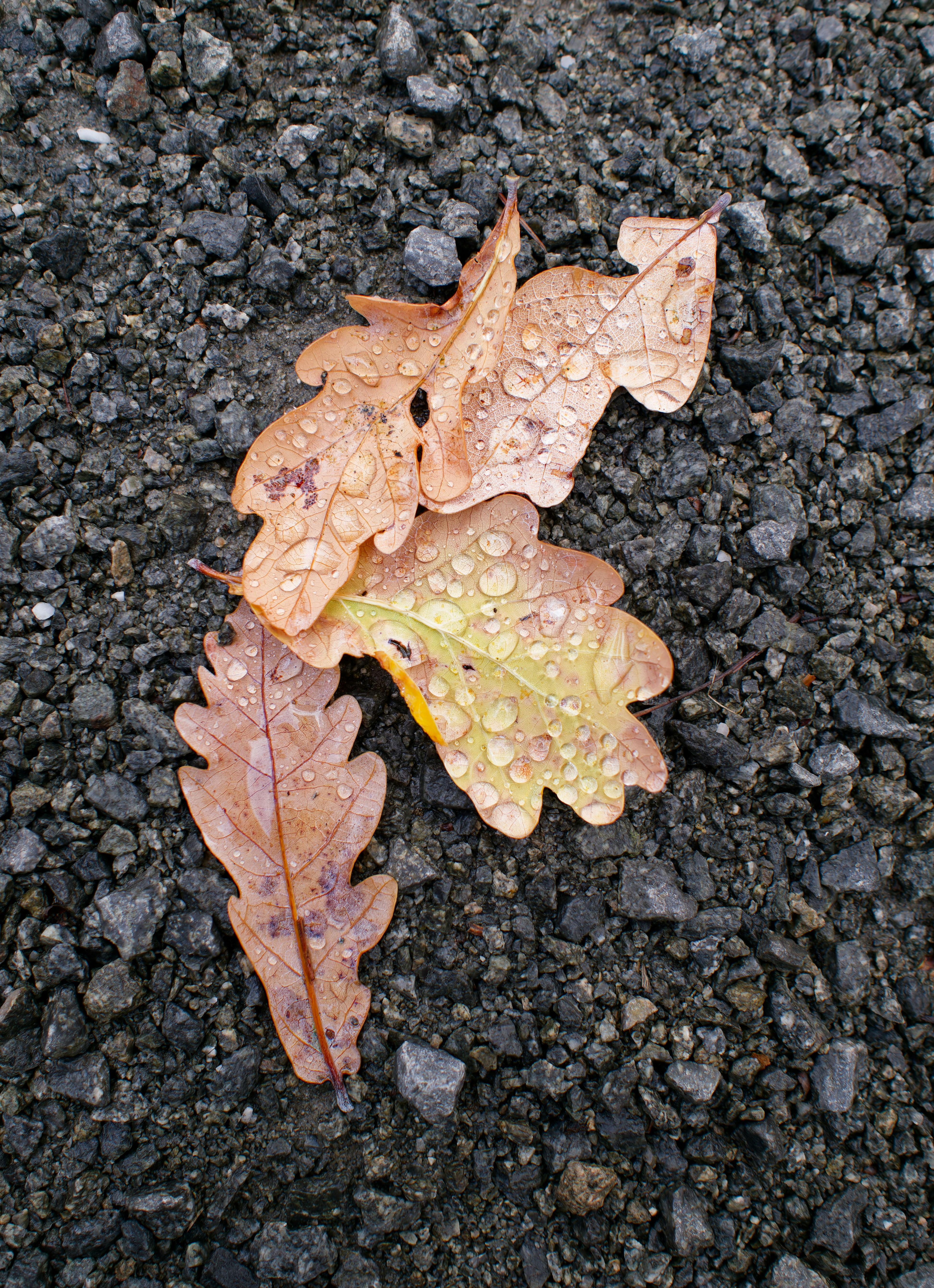 Photo by illes_cristi