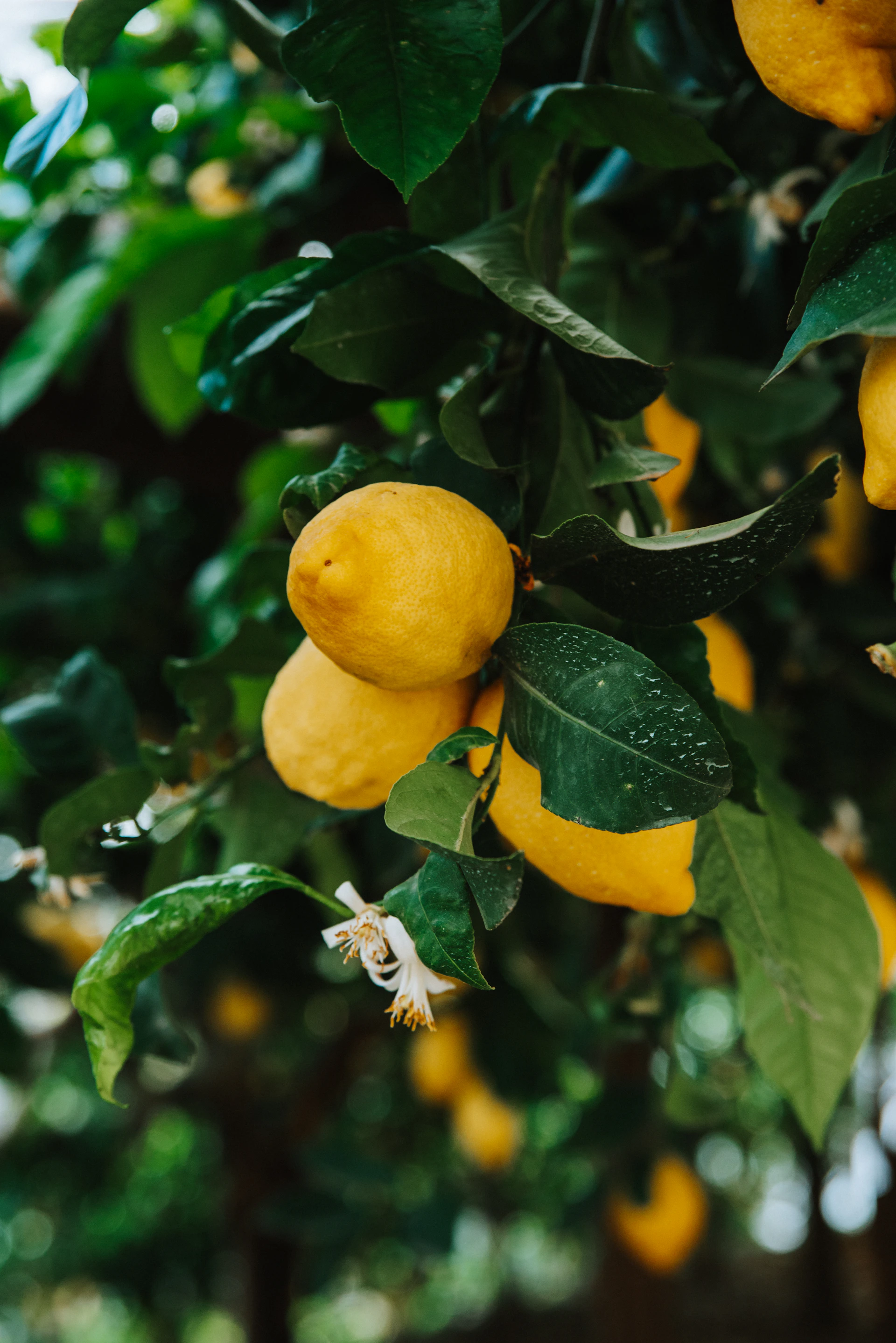 Lemons growing on a tree with green leaves