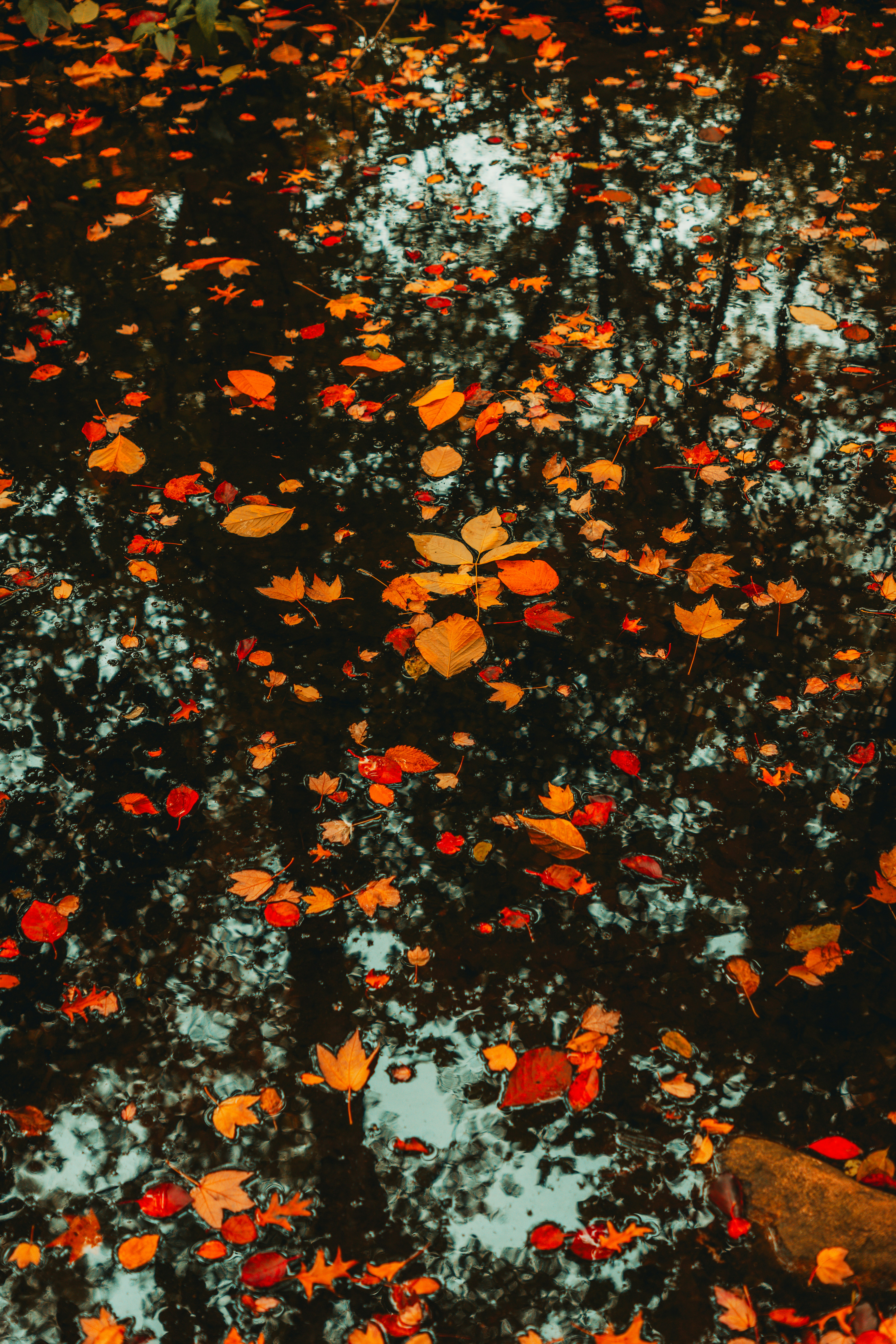 Photo by branden_skeli