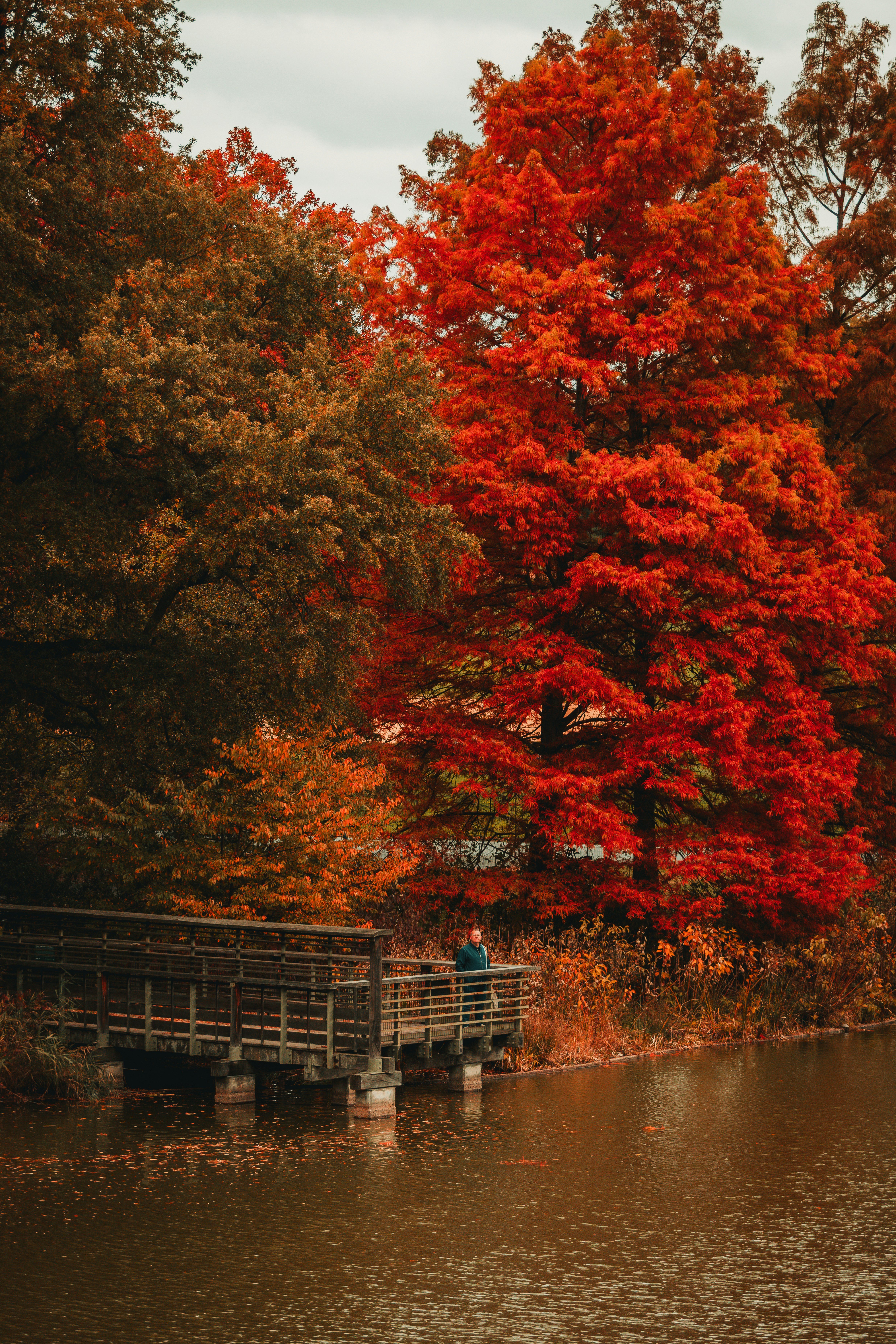 Eine Person auf einer Holzbrücke, umgeben von Herbstbäumen.
