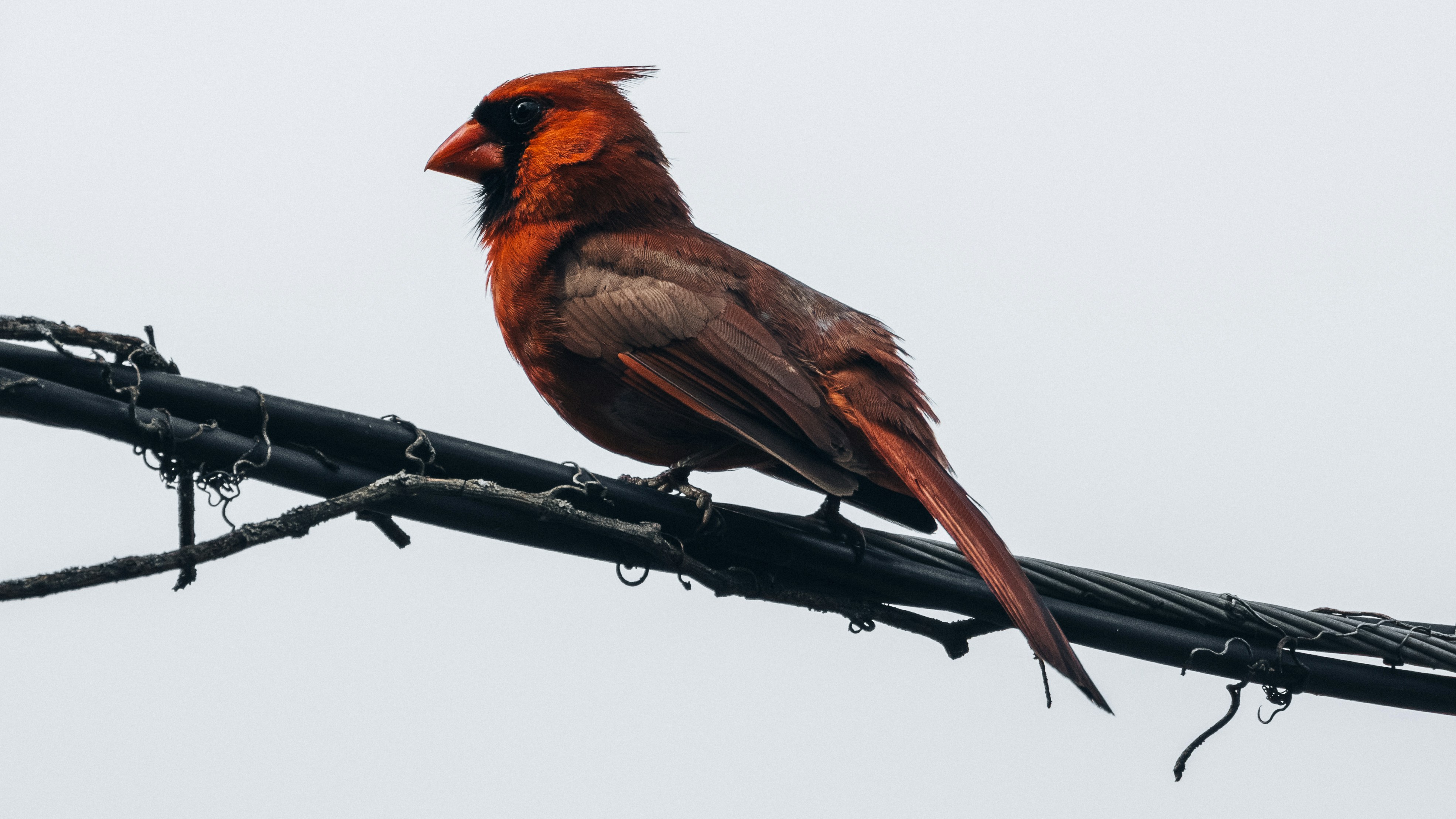 Photo by peterbbryan