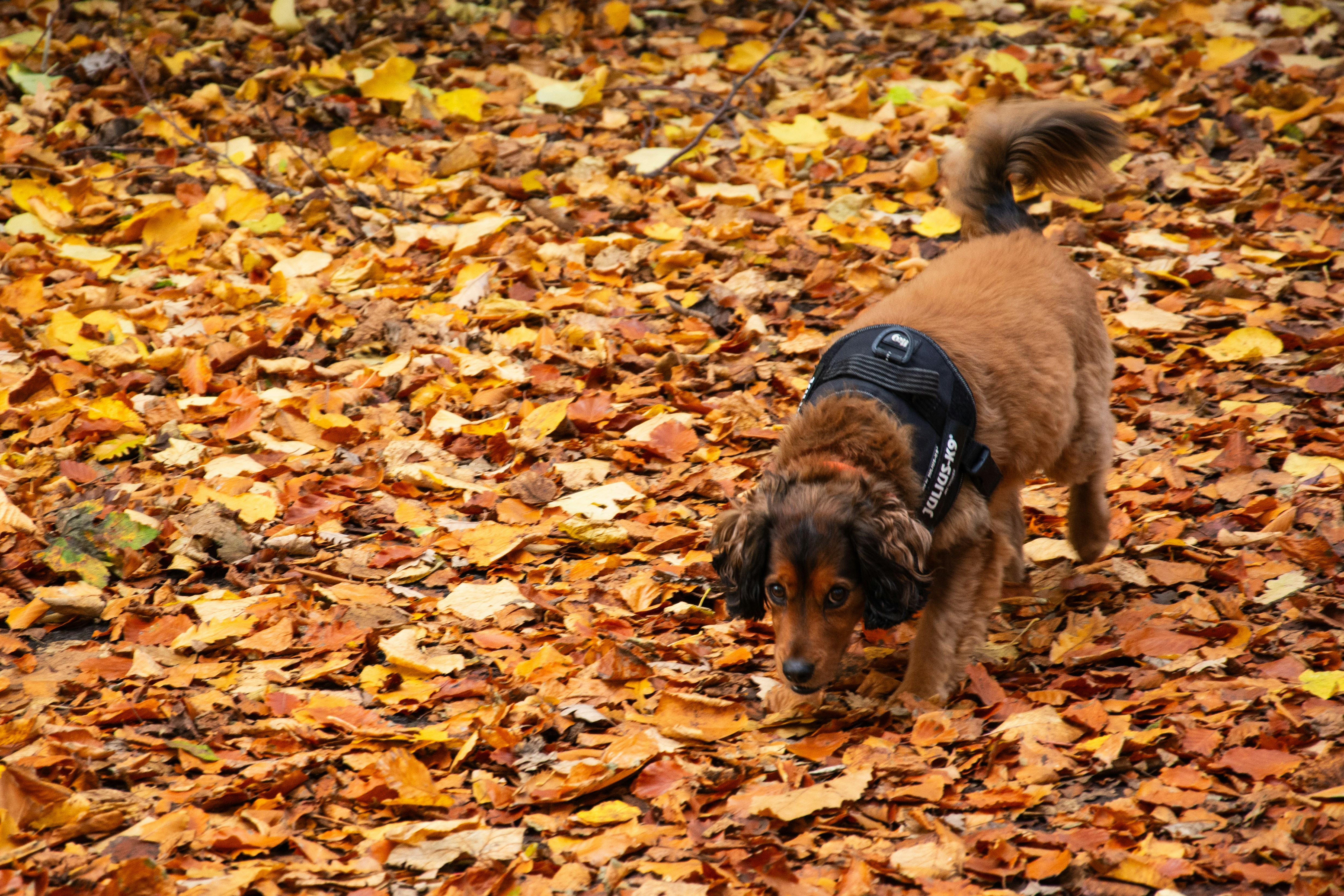 A dog walks through fallen autumn leaves