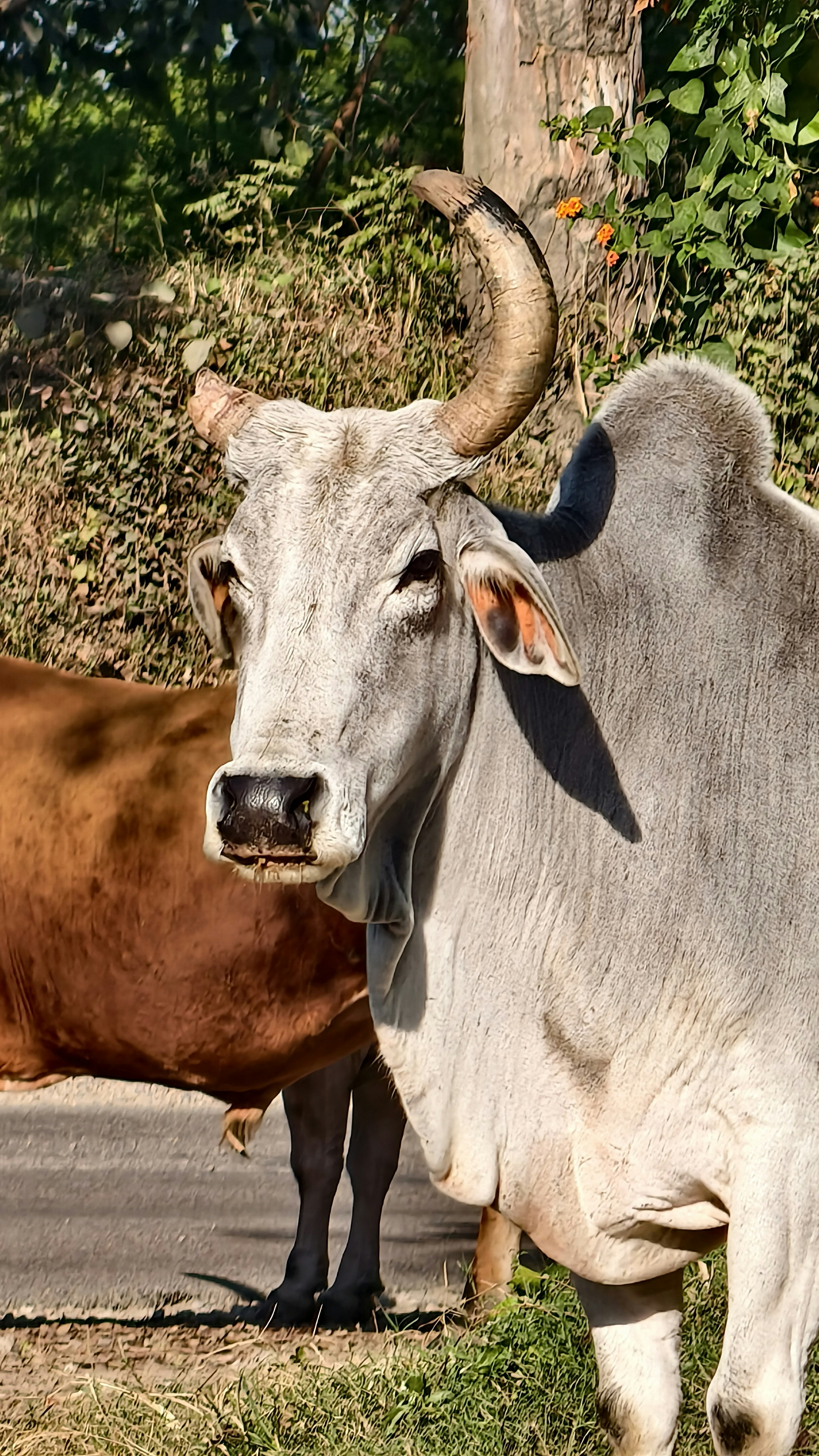 Photo by saurabhchauhan199883