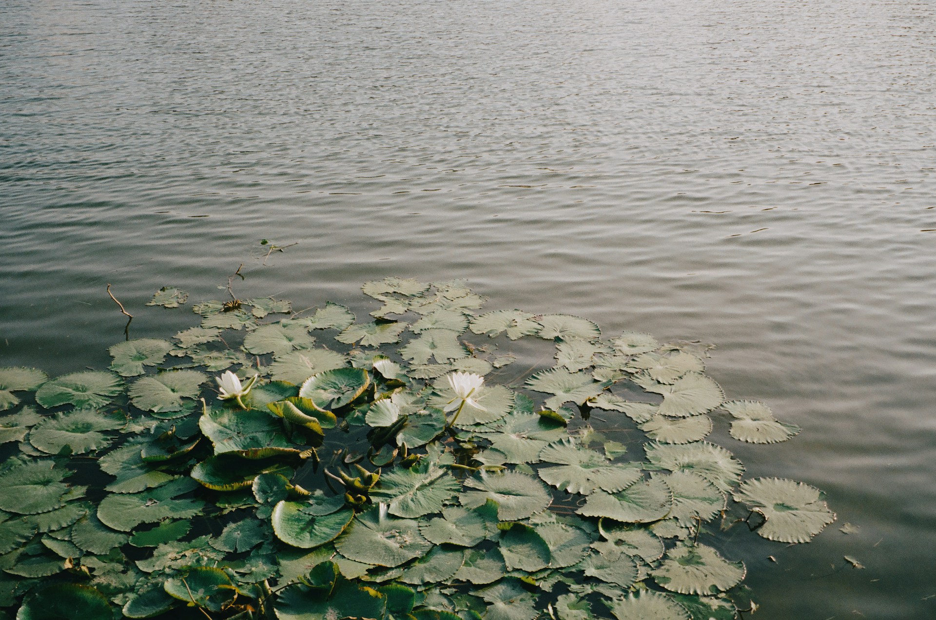 Water lilies floating on a calm lake surface.