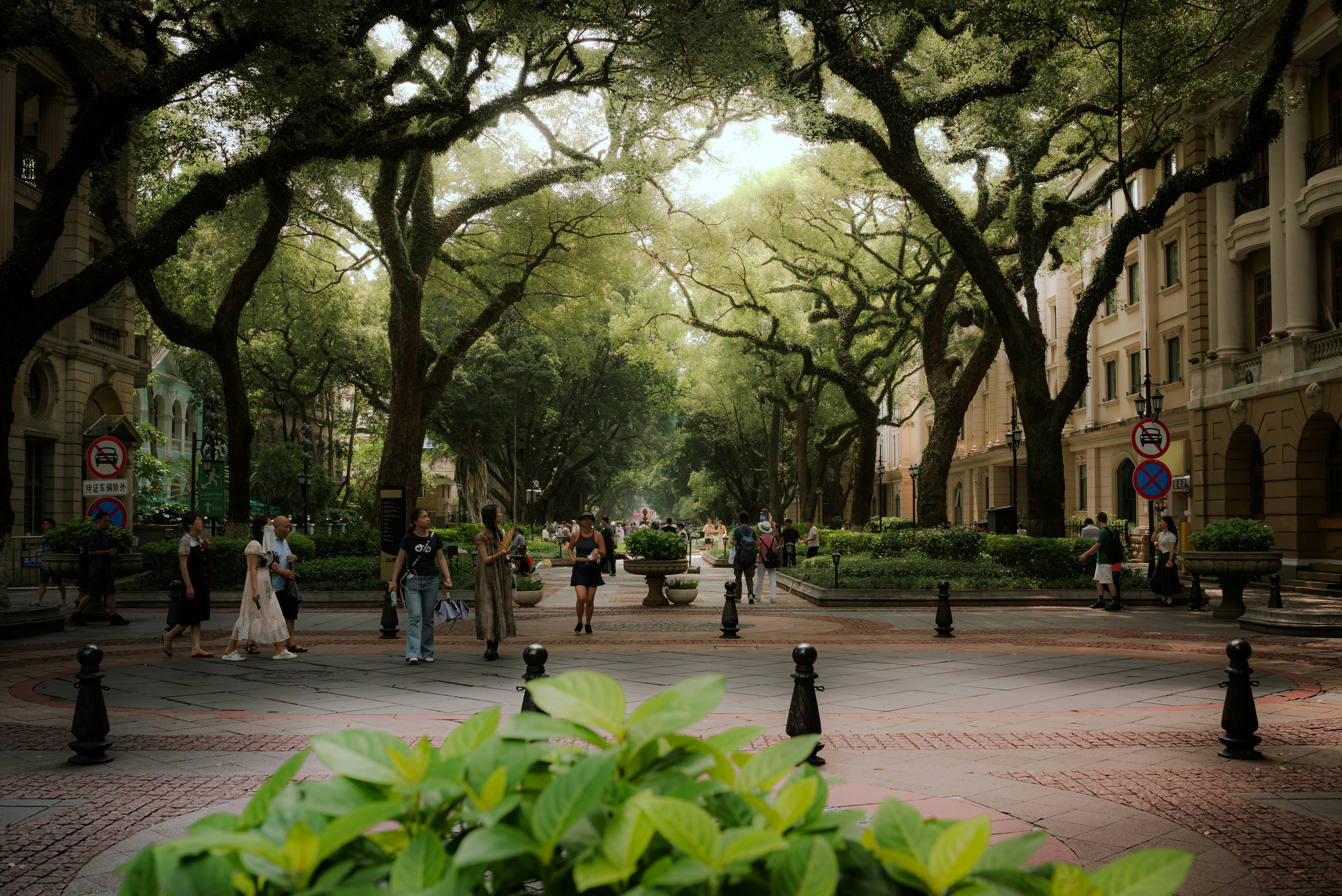 People walking through a tree-lined city square