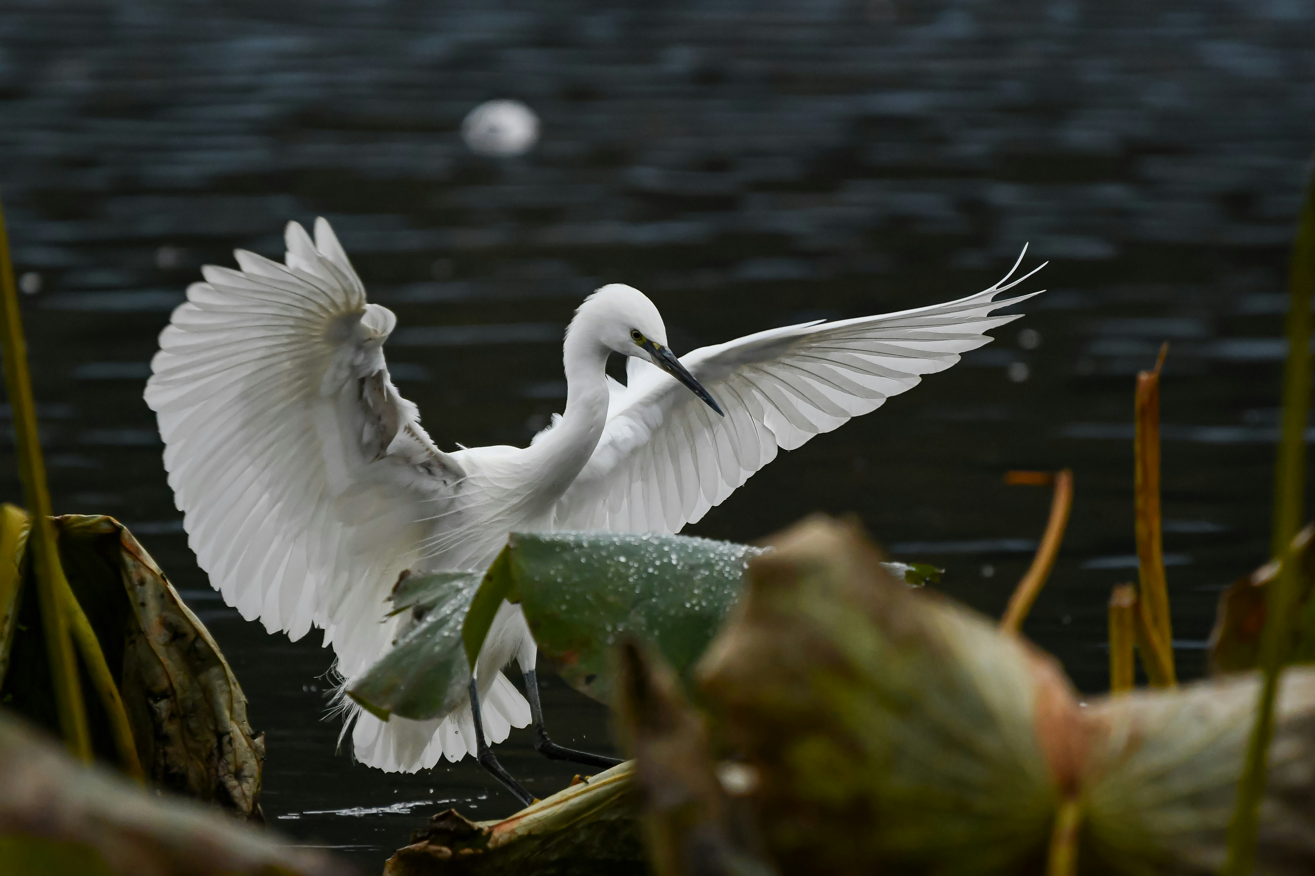 A white egret with wings spread lands on lily pads.