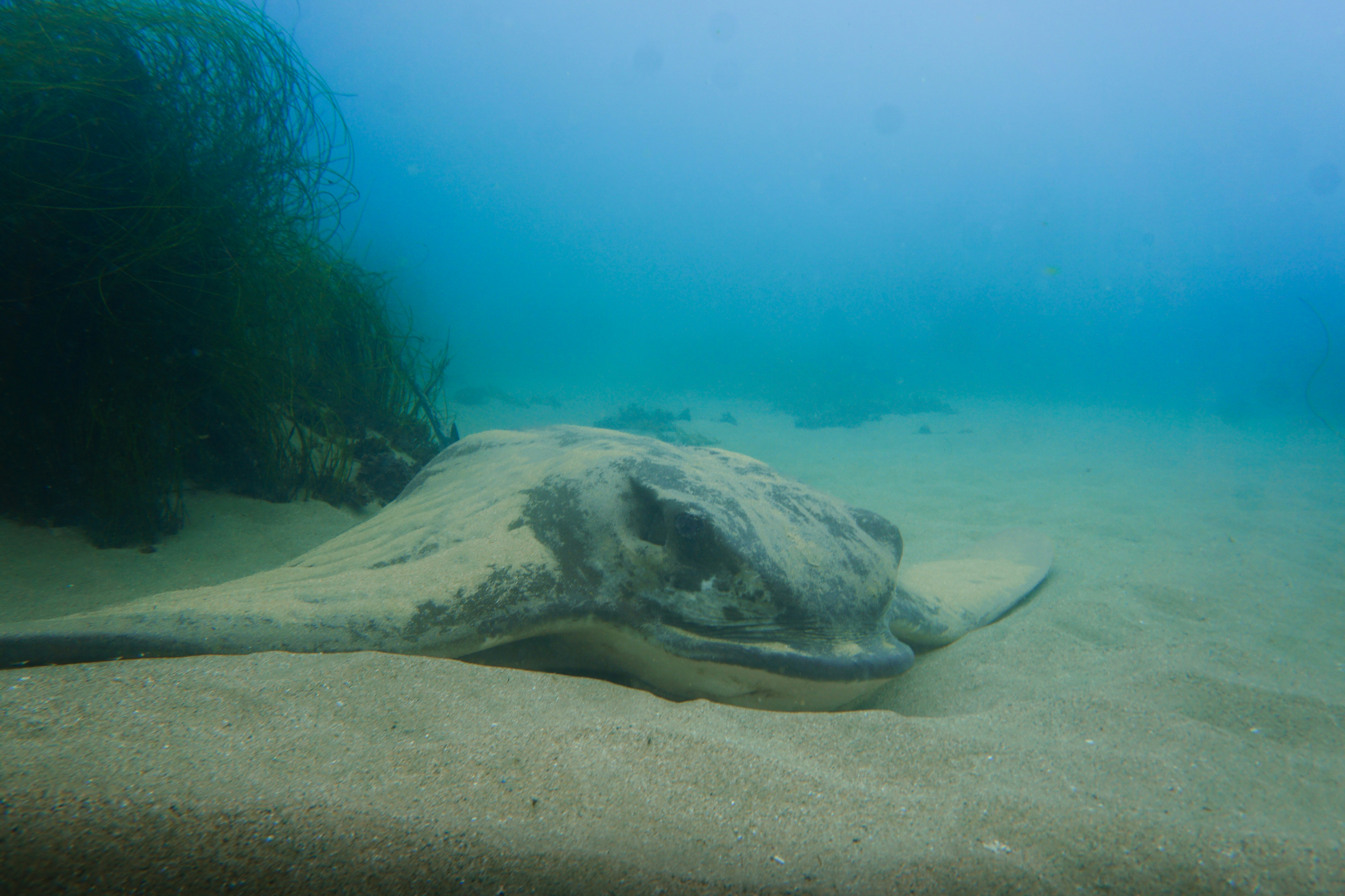 Ein Stachelrochen, der sich auf einem sandigen Meeresboden ausruht.