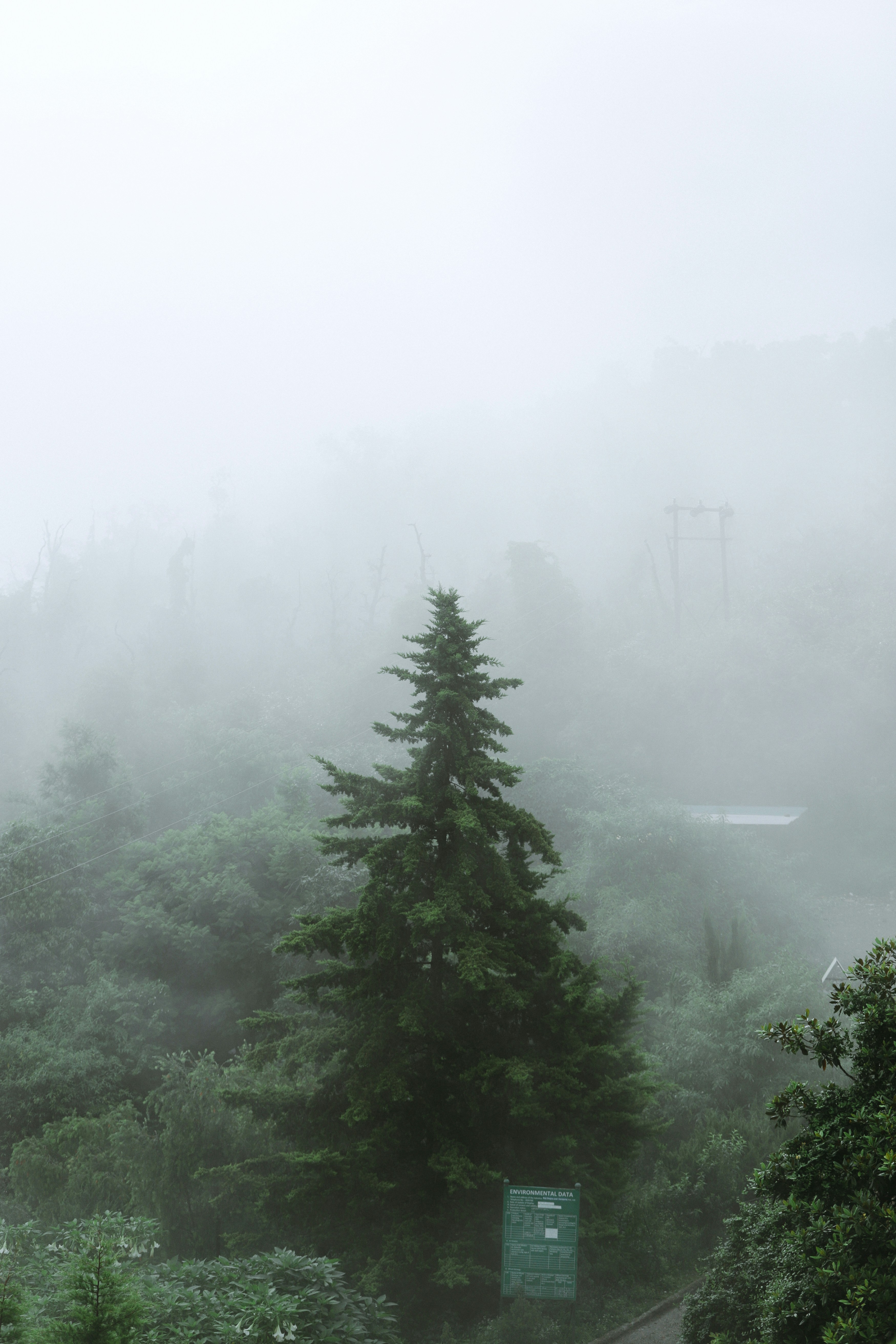 A lone pine tree stands in a foggy forest.