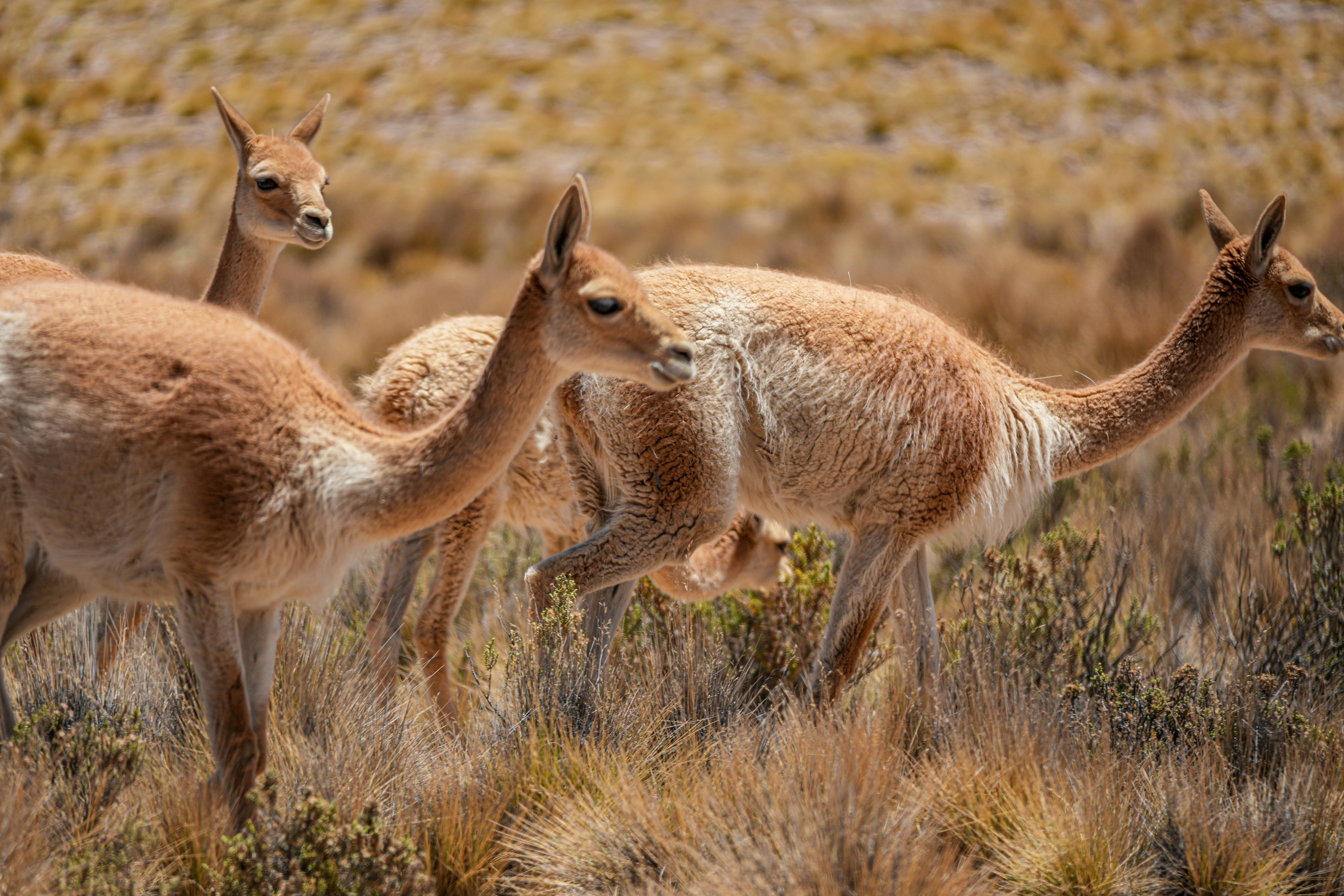 Tre vigogne che pascolano in un terreno asciutto ed erboso.