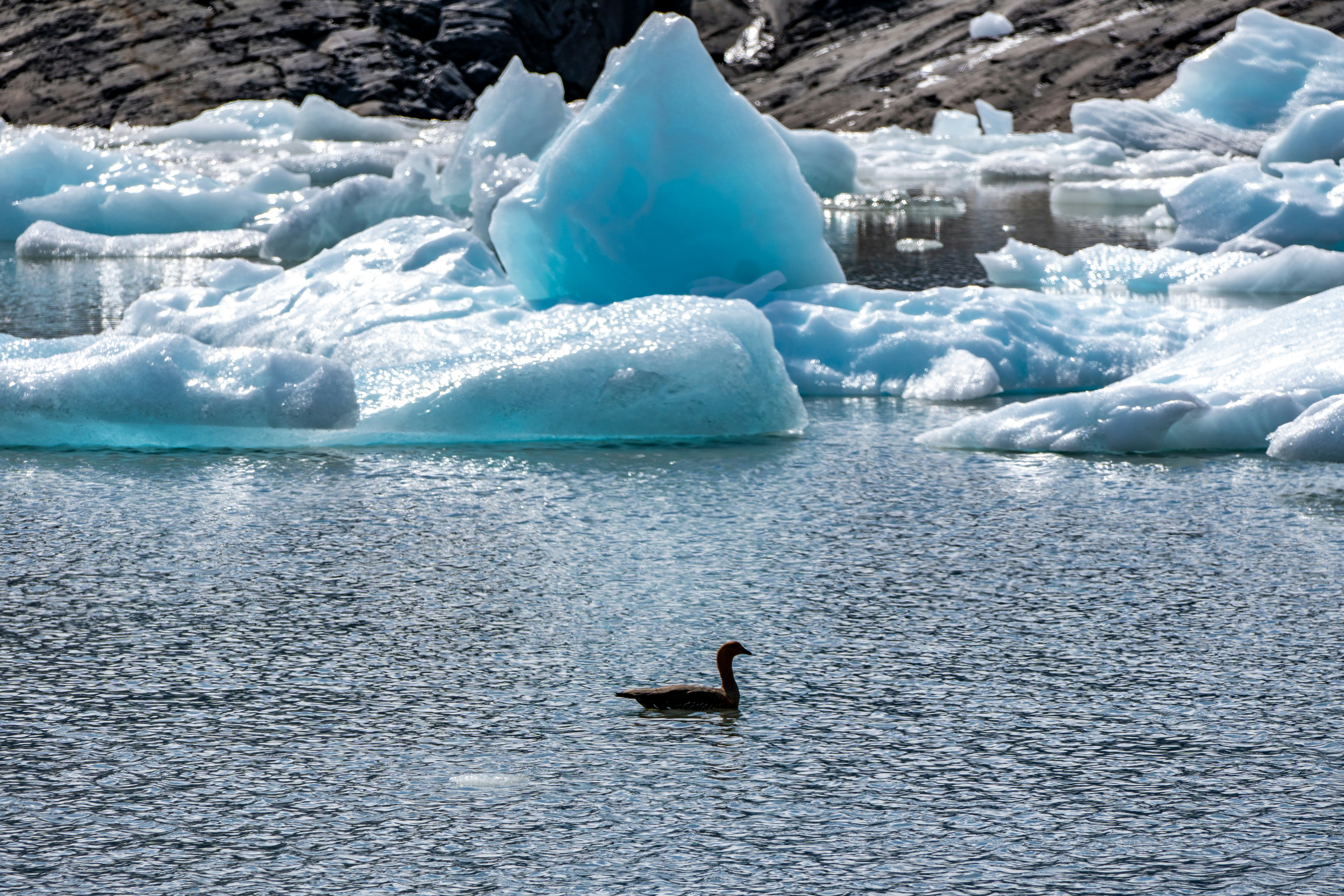 Un'anatra nuota in un lago circondato da iceberg.
