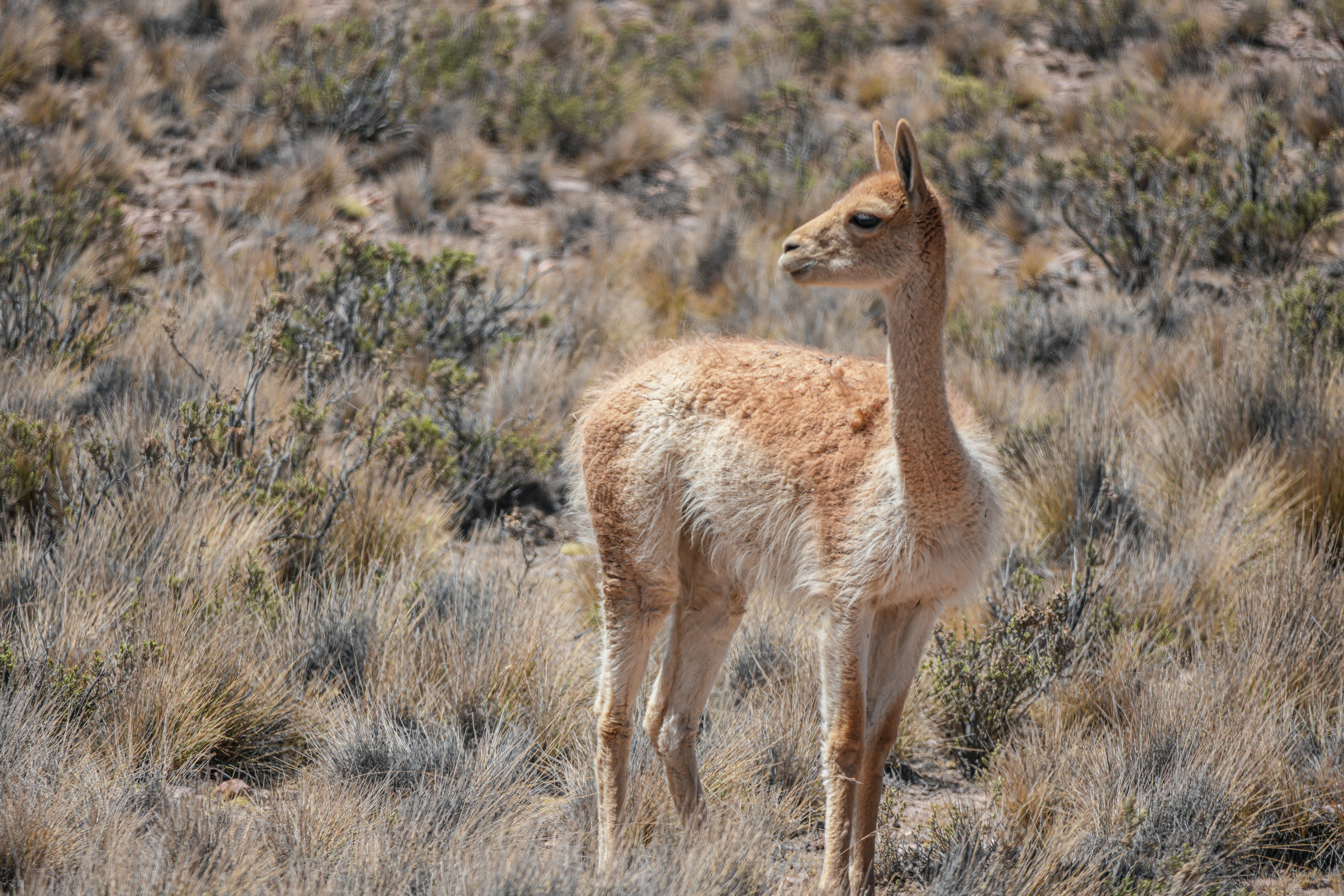 Una vigogna si trova in un paesaggio arido ed erboso.