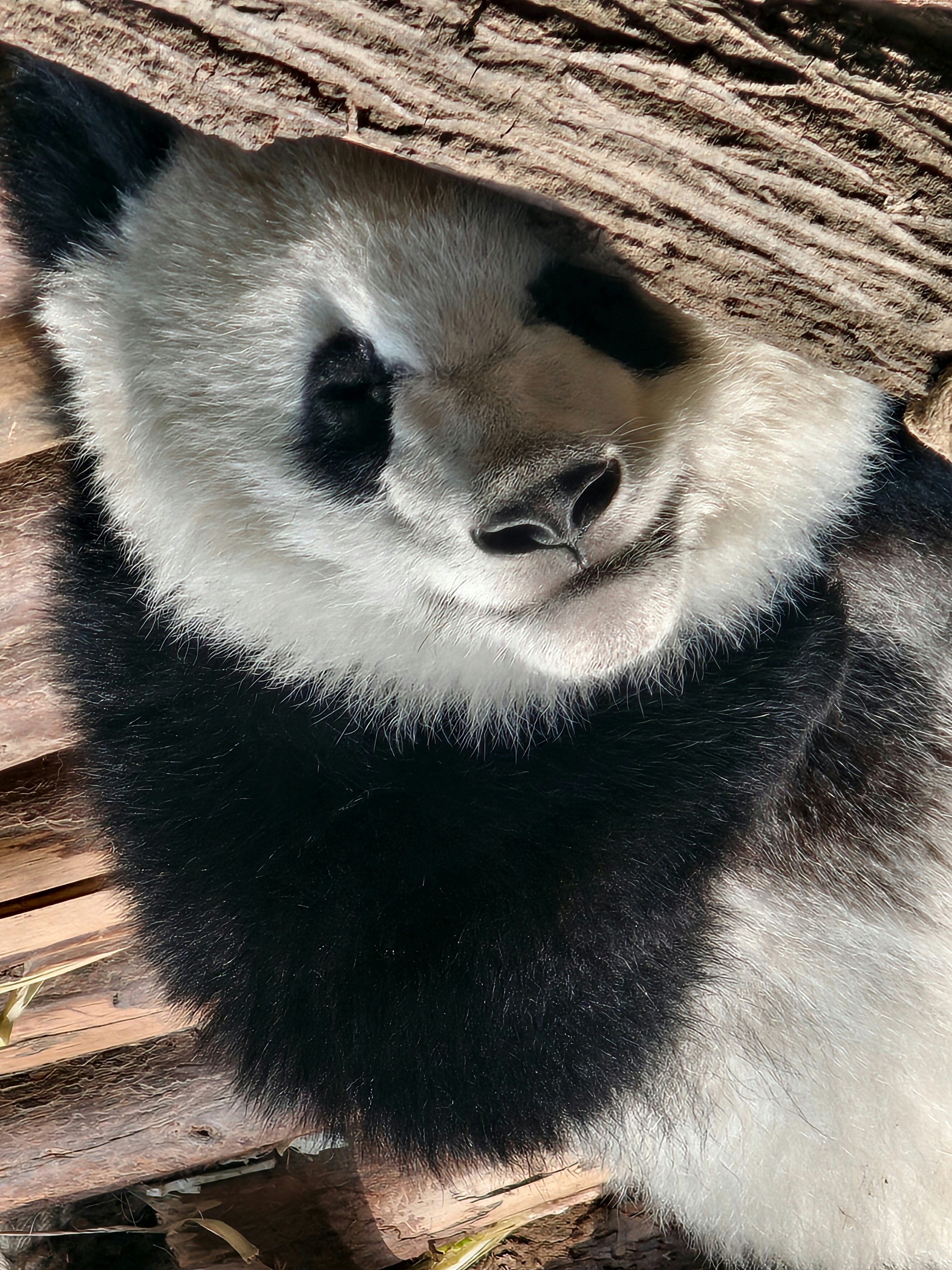 A giant panda rests amongst logs