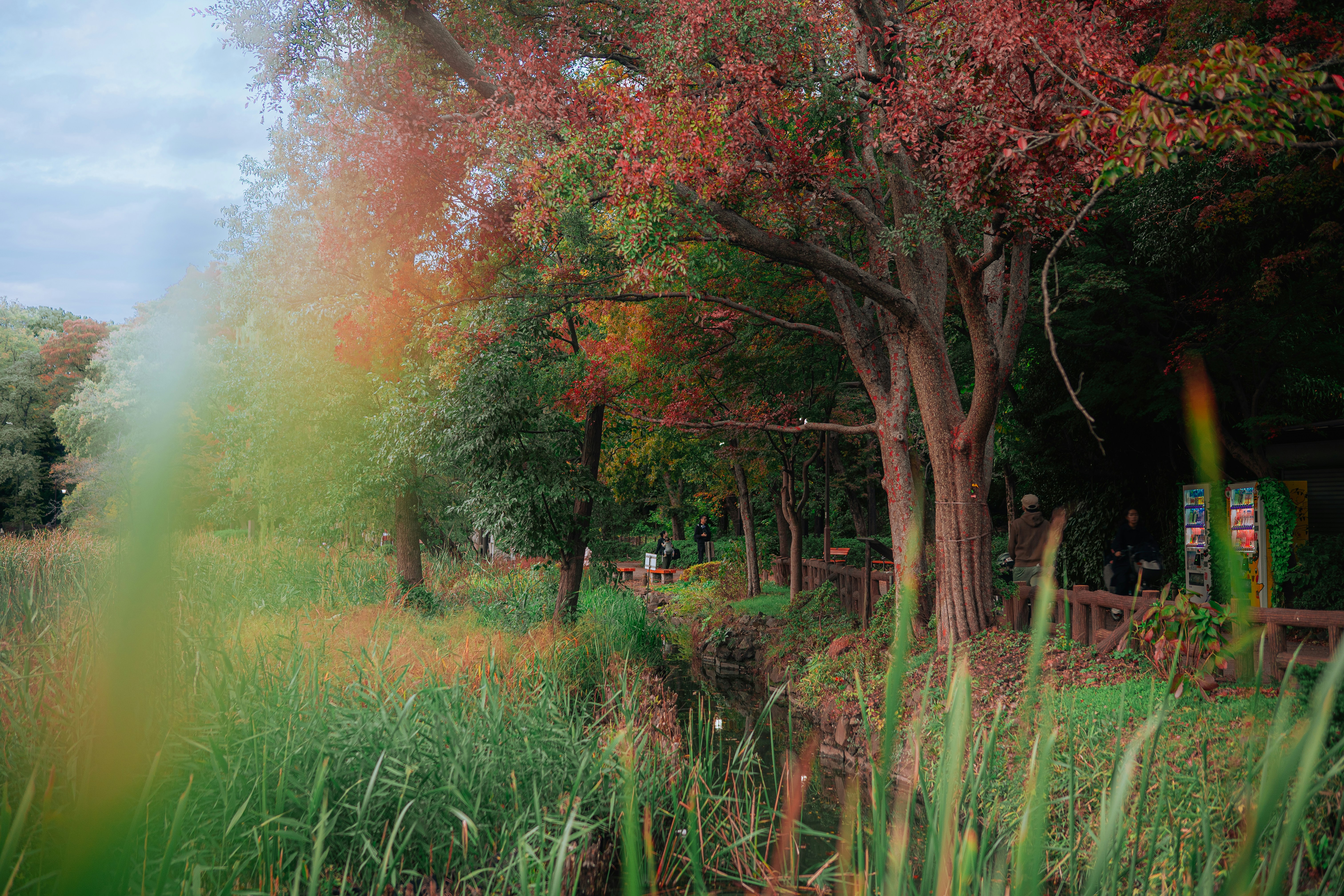 Autumn trees line a grassy park path near water.