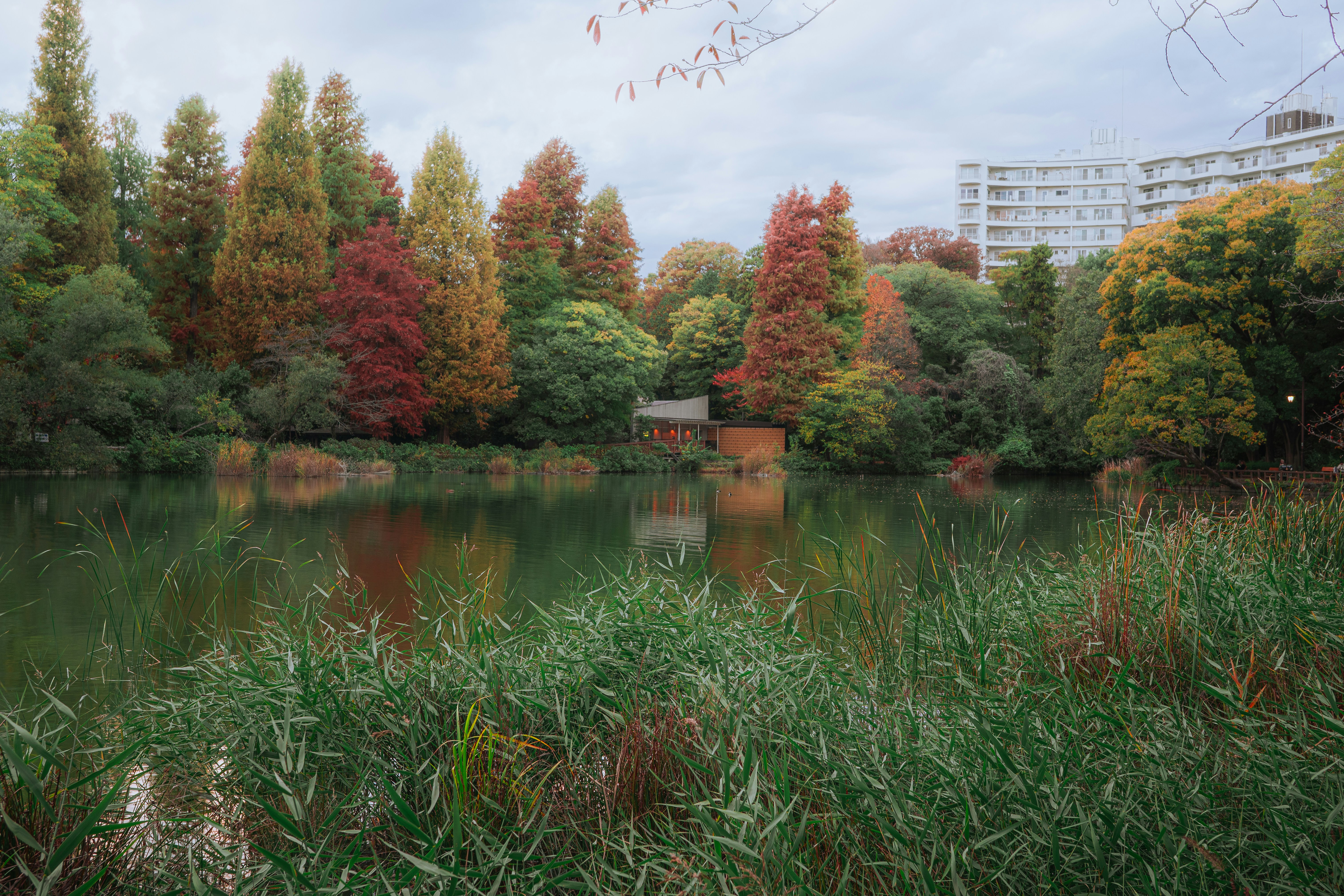 Autumn trees reflected in a calm lake
