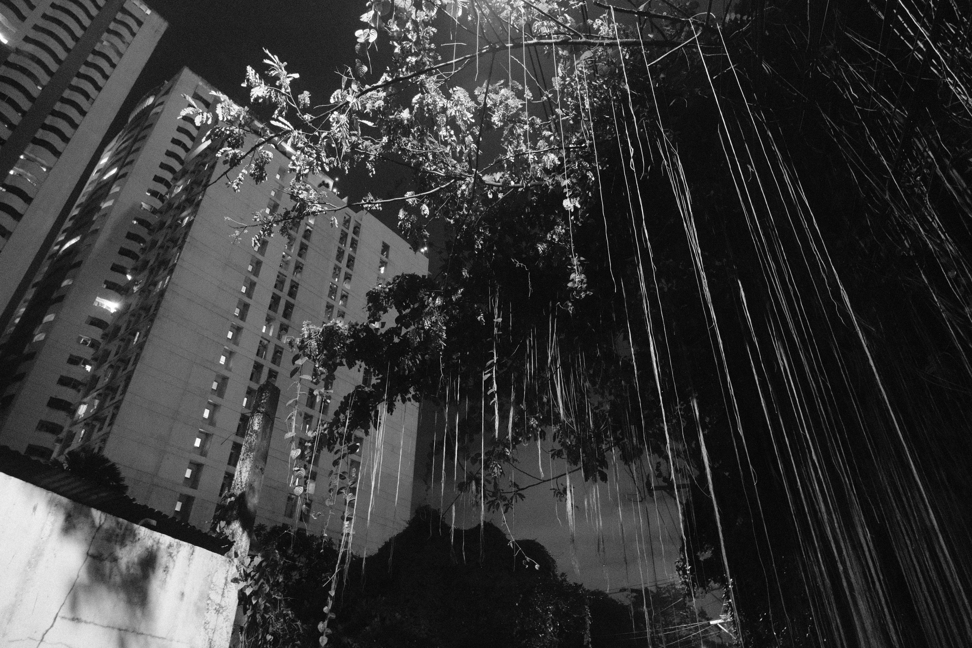Hanging vines in front of apartment buildings at night.