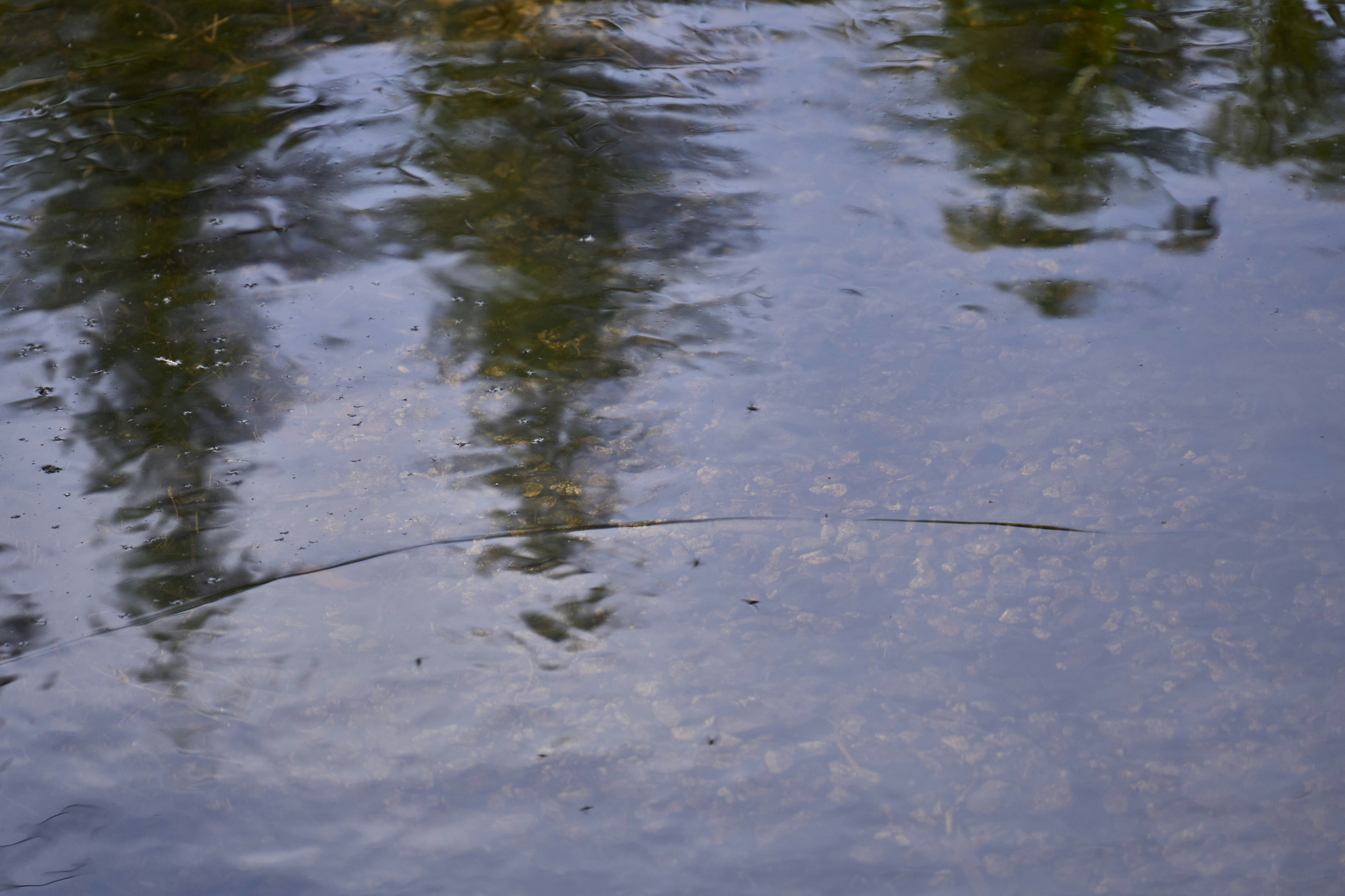 Photo by wolfgang_hasselmann